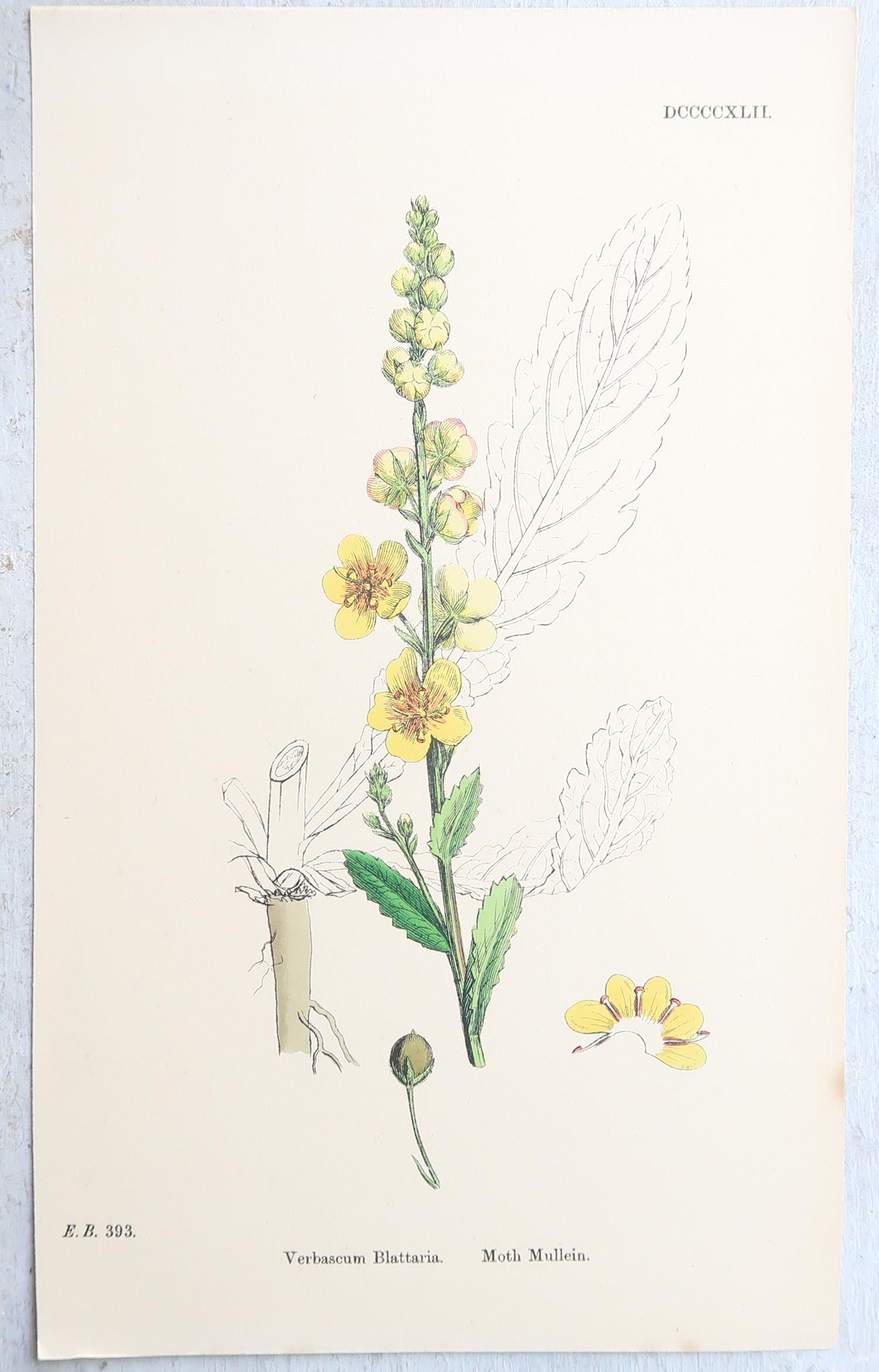 Set von 16 originalen antiken botanischen Drucken, um 1850 im Angebot 1