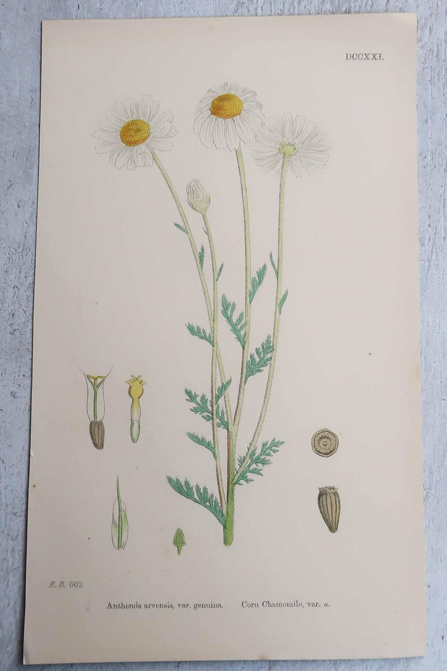 Set di 16 stampe botaniche originali antiche, circa 1850 in vendita 1