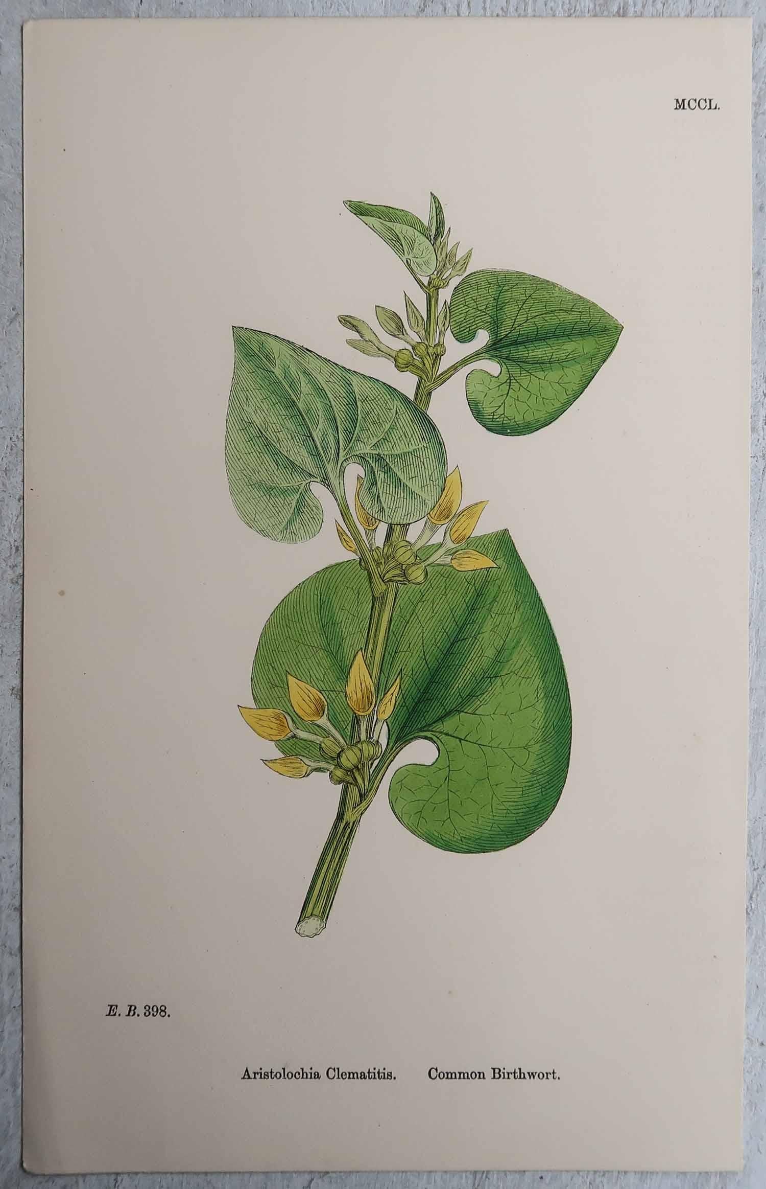 Set of 16 Original Antique Botanical Prints, circa 1850 For Sale 1