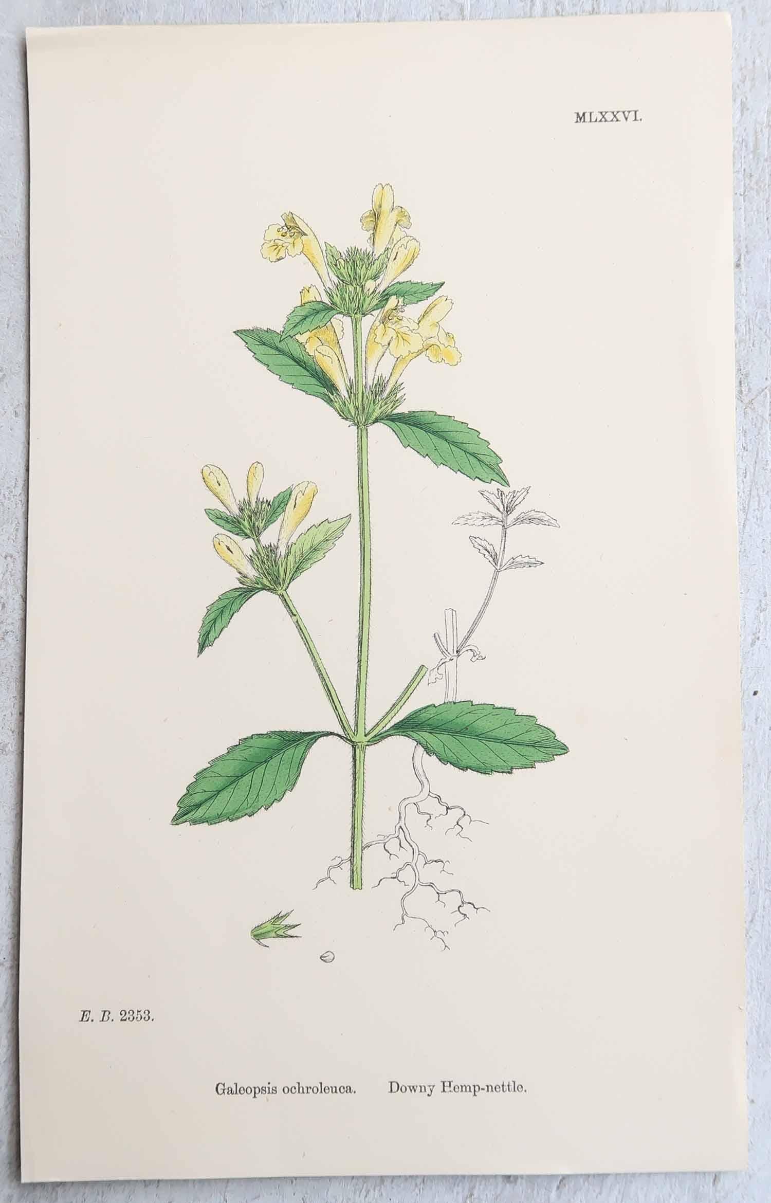 Ensemble de 16 estampes botaniques originales d'antiquités, vers 1850 en vente 1
