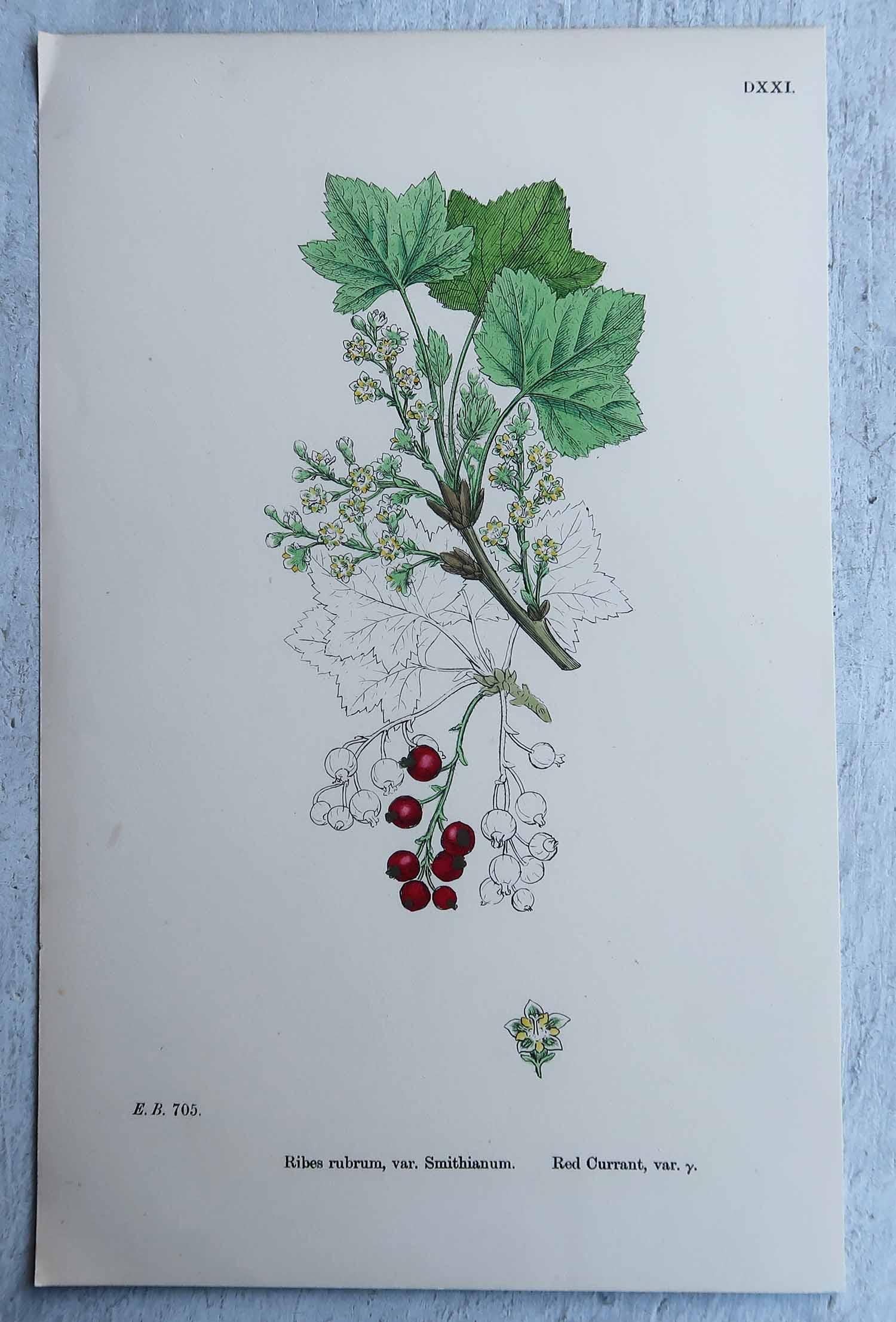 Set von 16 originalen antiken botanischen Drucken, um 1850 im Angebot 1