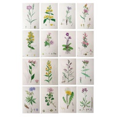 Set of 16 Original Antique Botanical Prints, Circa 1850