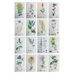 Set of 16 Original Antique Botanical Prints, Circa 1850