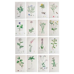 Set of 16 Original Antique Botanical Prints, circa 1850