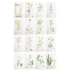 Set of 16 Original Antique Botanical Prints, circa 1850