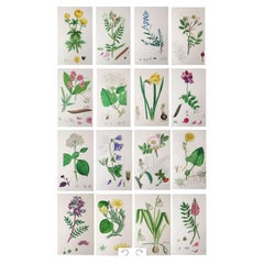 Set of 16 Original Antique Botanical Prints, Circa 1850