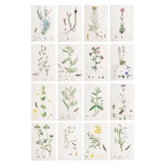 Set of 16 Original Antique Botanical Prints, circa 1850