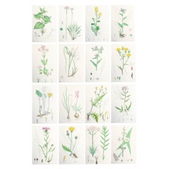 Set von 16 originalen antiken botanischen Drucken, um 1850