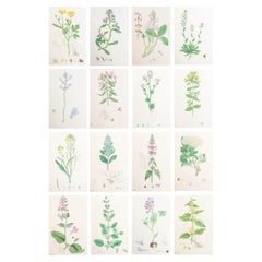 Set von 16 originalen antiken botanischen Drucken, um 1850