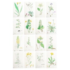 Set of 16 Original Antique Botanical Prints, circa 1850