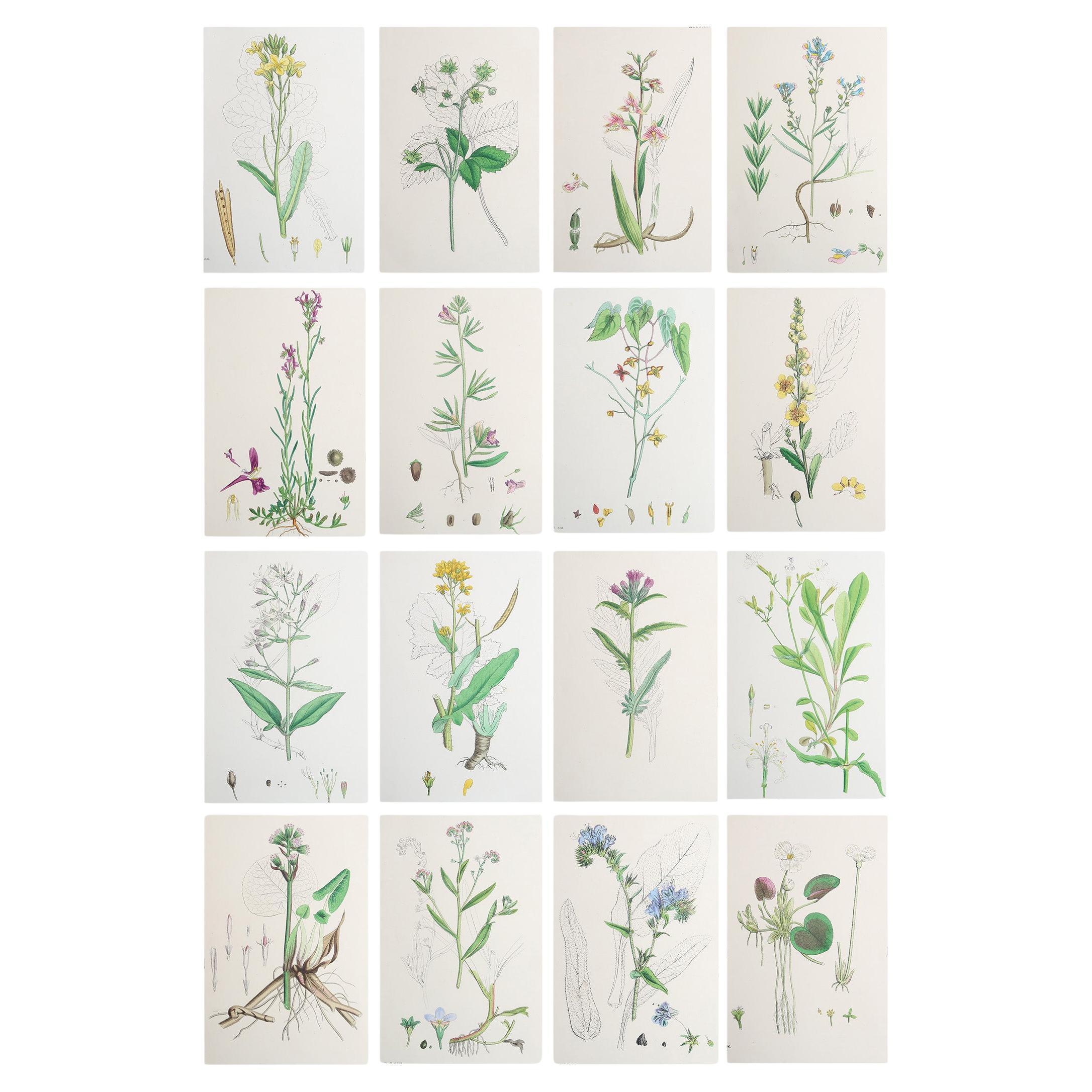Set of 16 Original Antique Botanical Prints, circa 1850