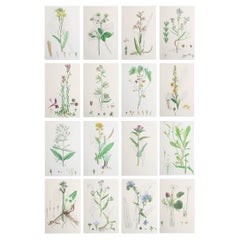 Set of 16 Original Antique Botanical Prints, circa 1850