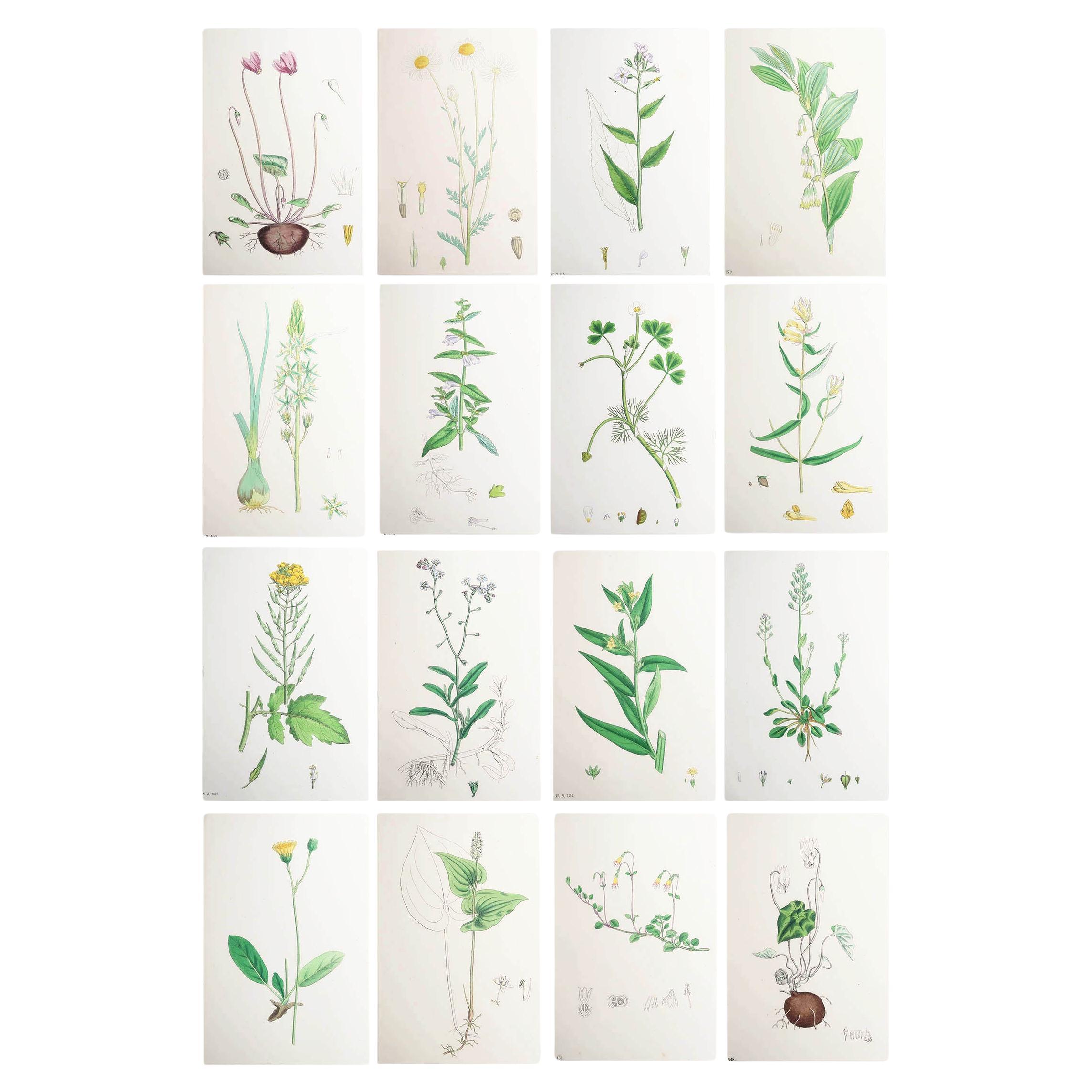 Set of 16 Original Antique Botanical Prints, circa 1850 For Sale