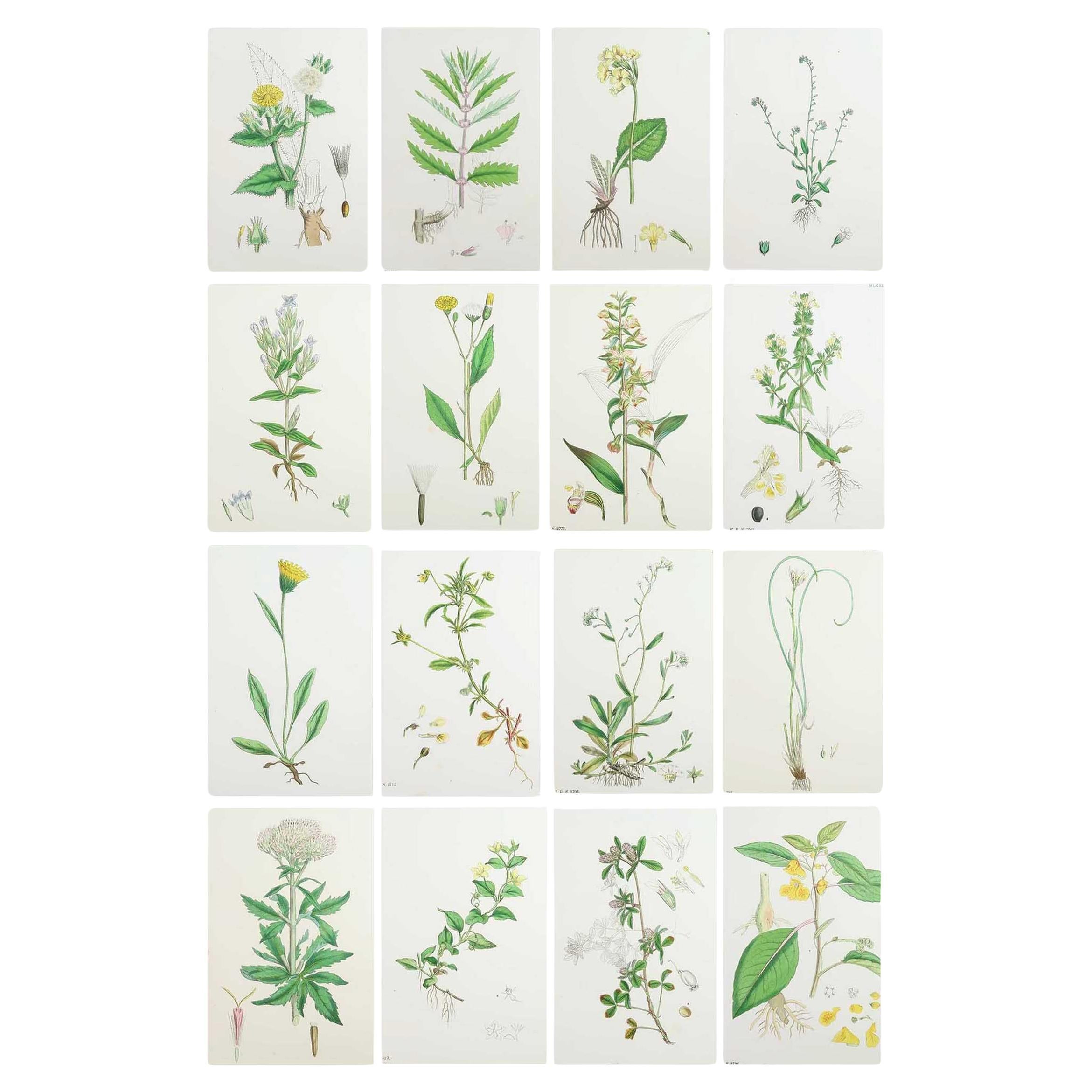 Set of 16 Original Antique Botanical Prints, circa 1850 For Sale