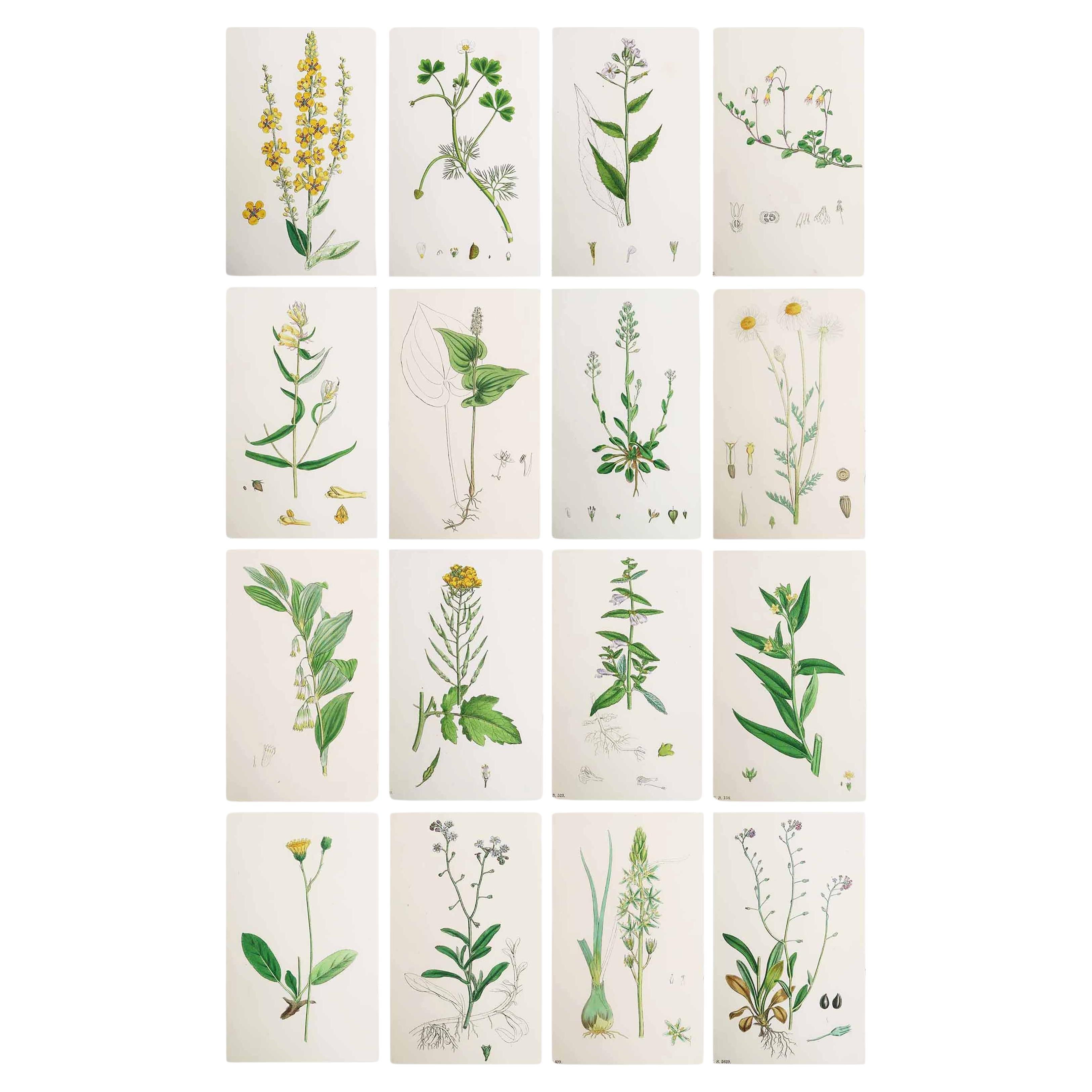 Set di 16 stampe botaniche originali antiche, circa 1850 in vendita
