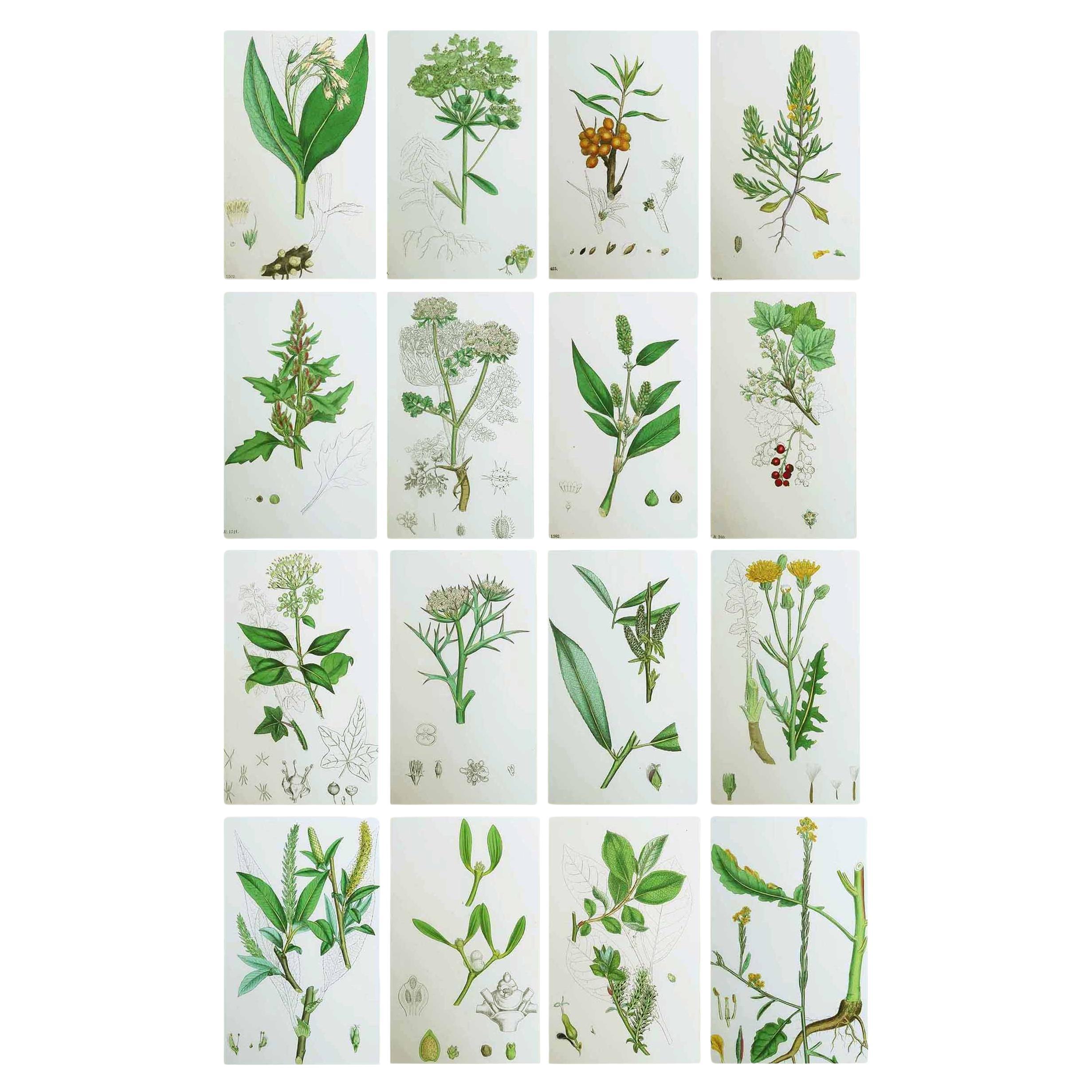 Set di 16 stampe botaniche originali antiche, circa 1850
