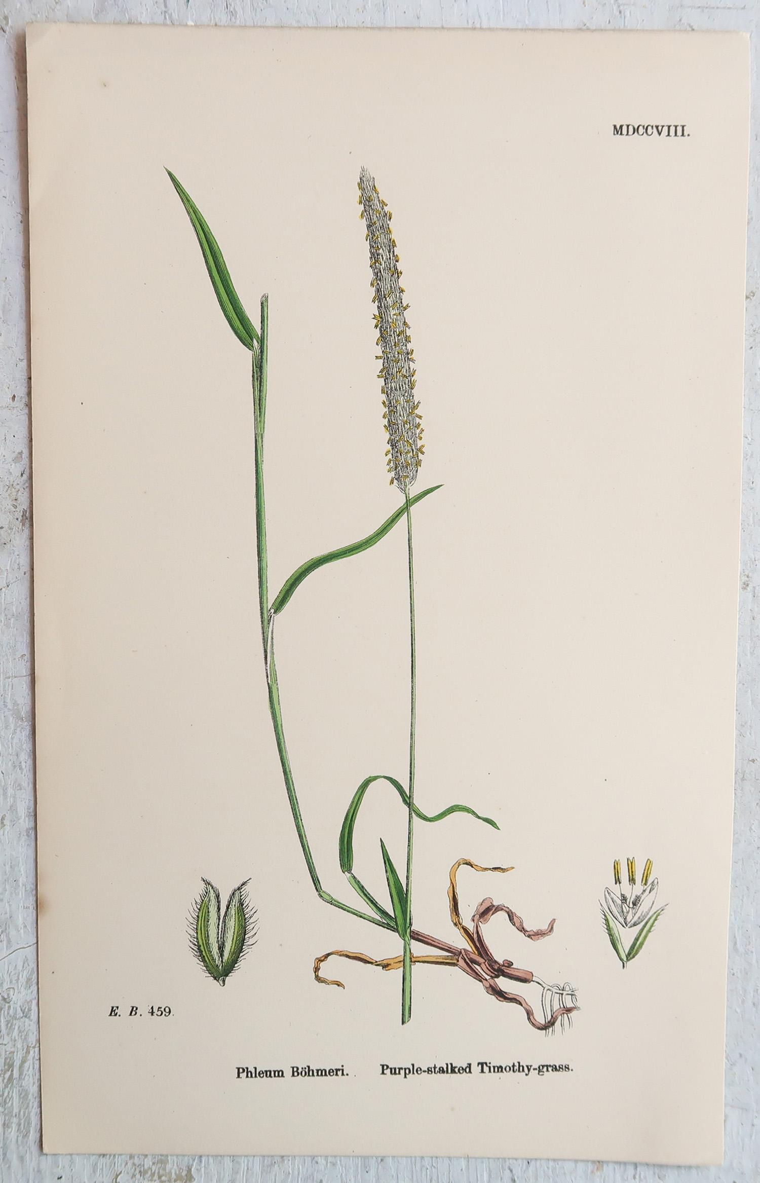 Ensemble de 16 estampes botaniques originales anciennes - Grasses. C.1850 en vente 2