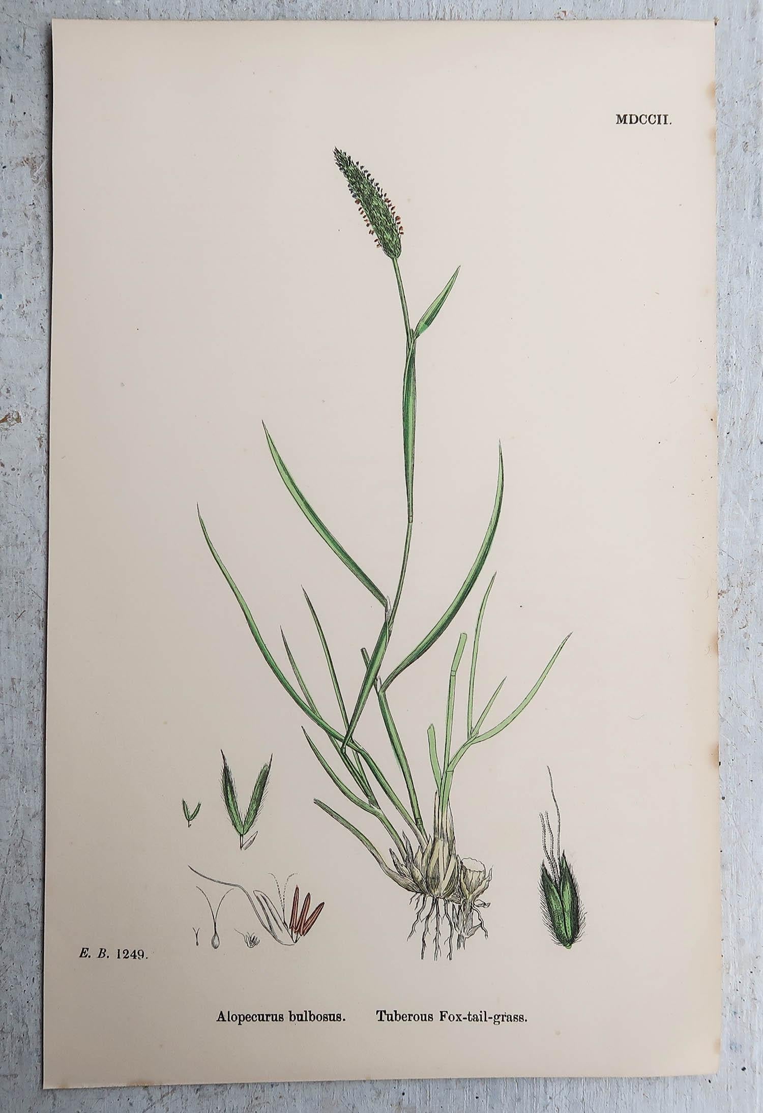 Set of 16 Original Antique Botanical Prints - Grasses. C.1850 For Sale 2