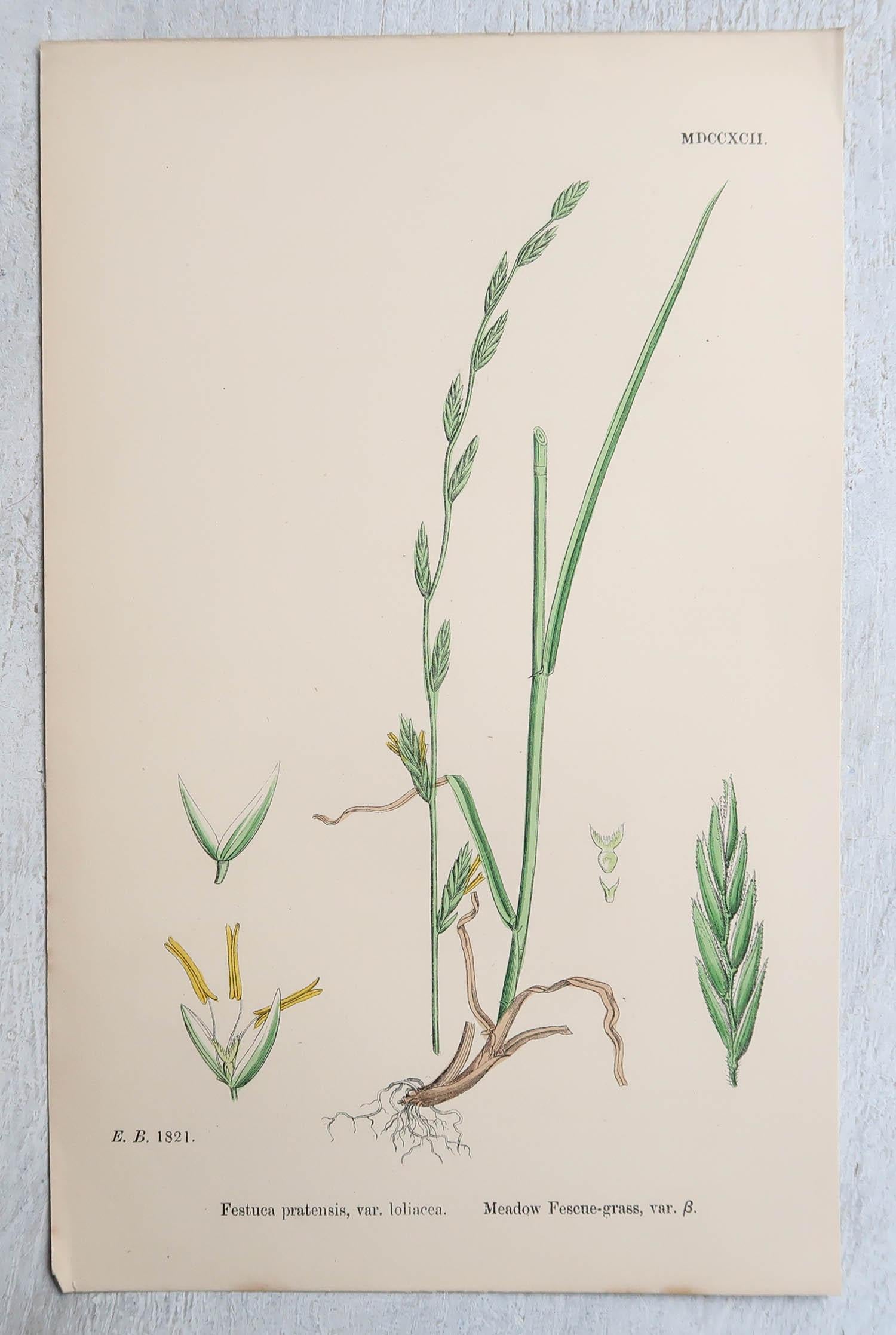 Set of 16 Original Antique Botanical Prints - Grasses. C.1850 For Sale 2