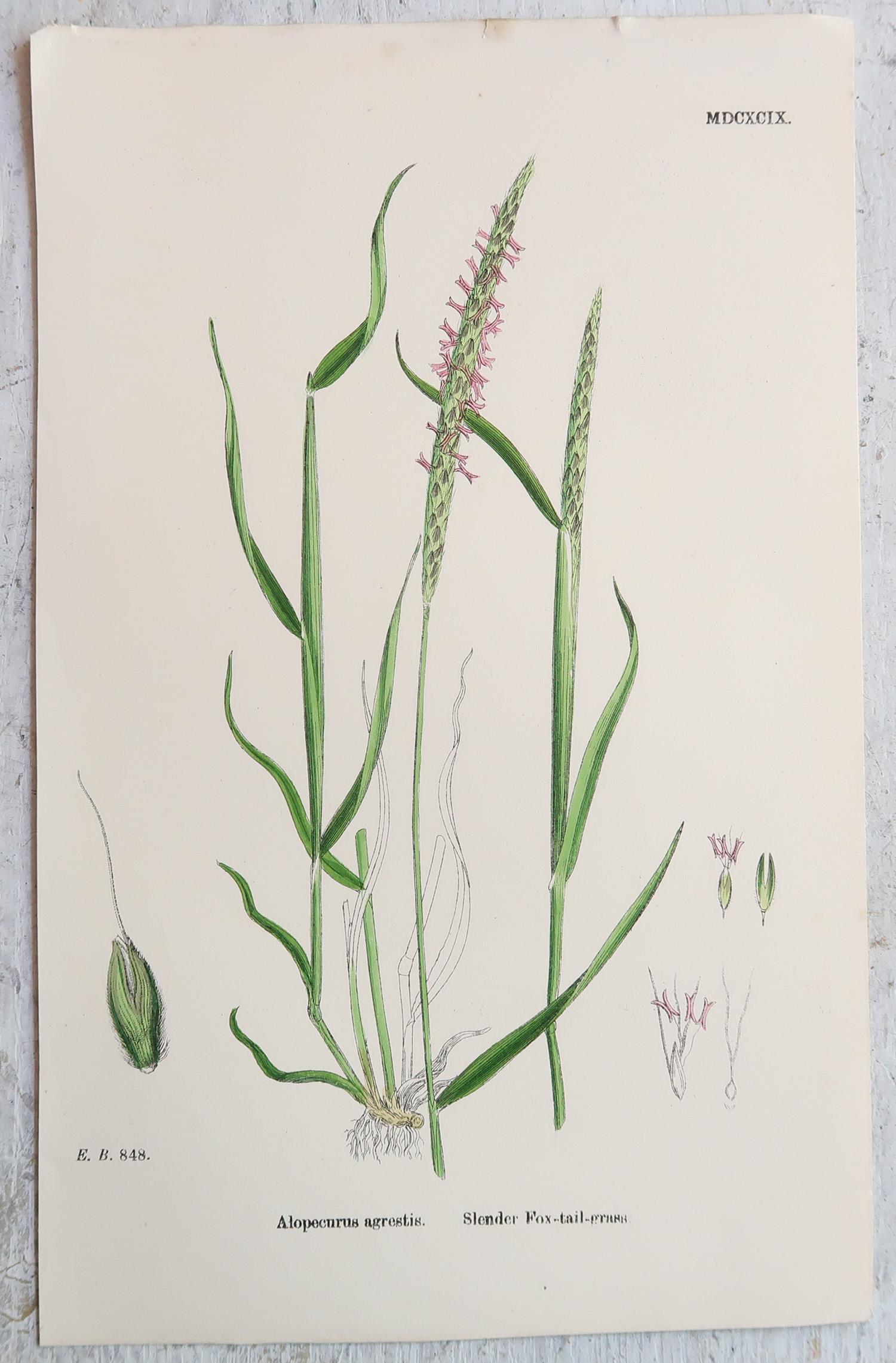 Ensemble de 16 estampes botaniques originales anciennes - Grasses. C.1850 en vente 3