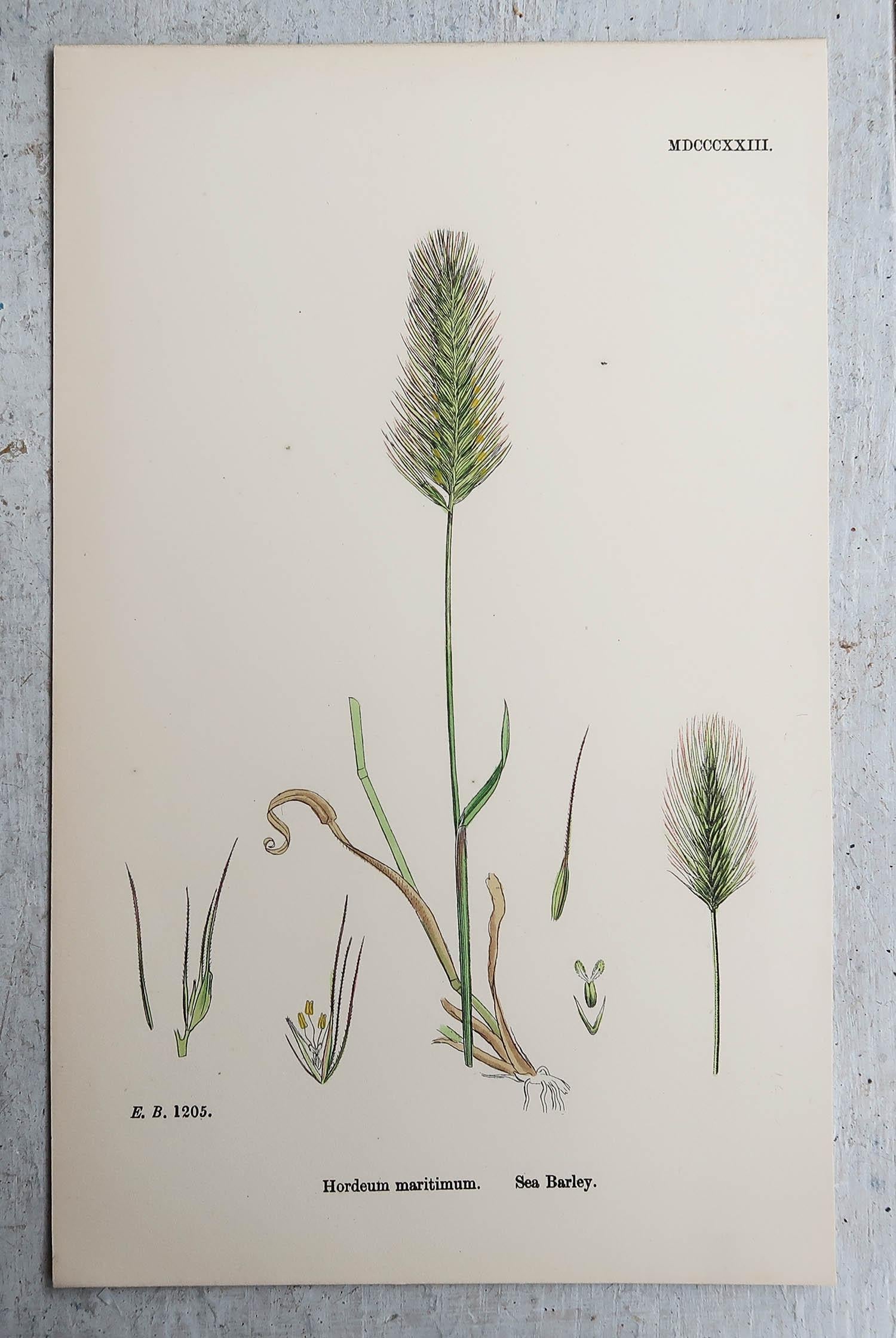 Set of 16 Original Antique Botanical Prints - Grasses. C.1850 For Sale 3