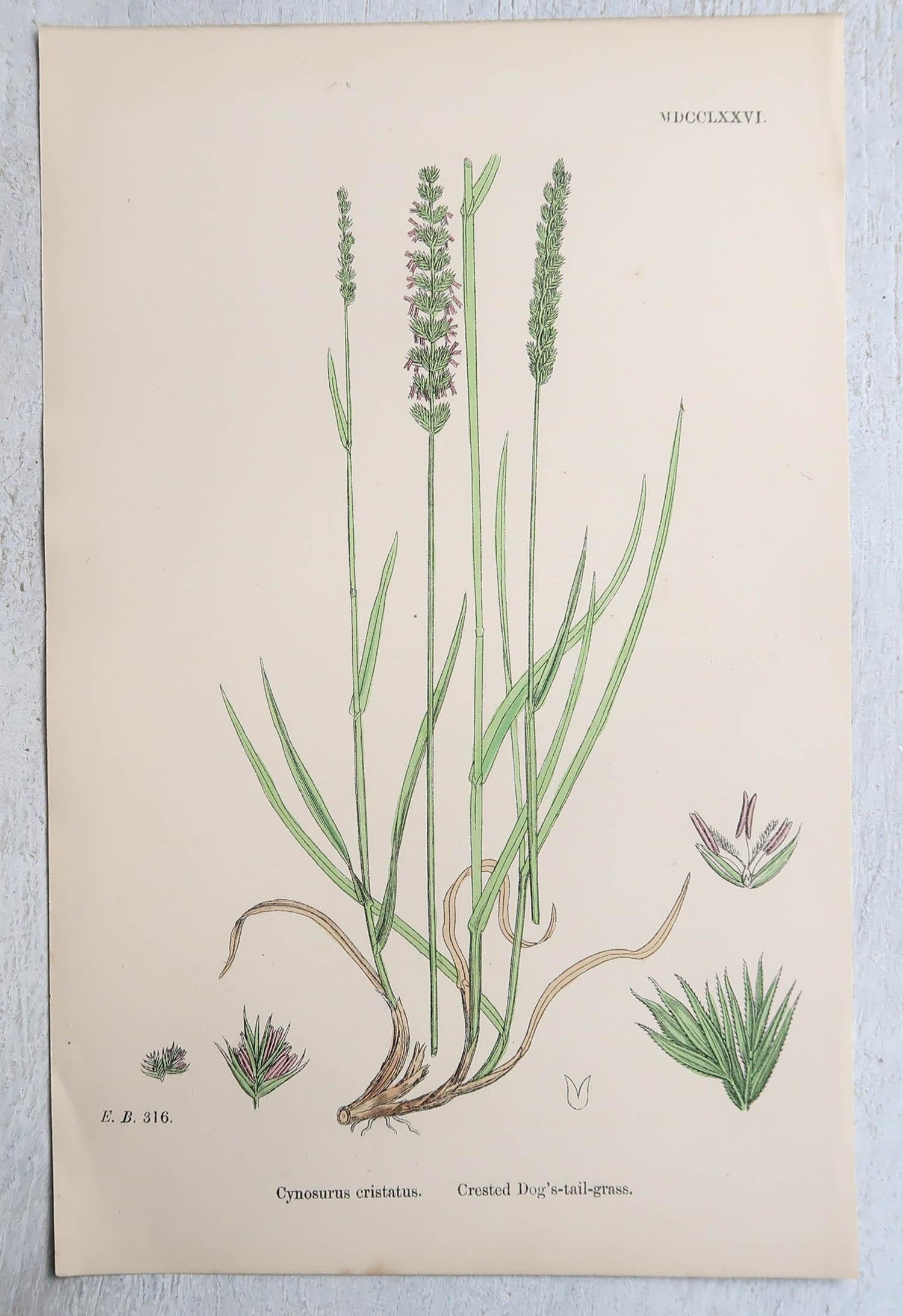Set of 16 Original Antique Botanical Prints - Grasses. C.1850 For Sale 3