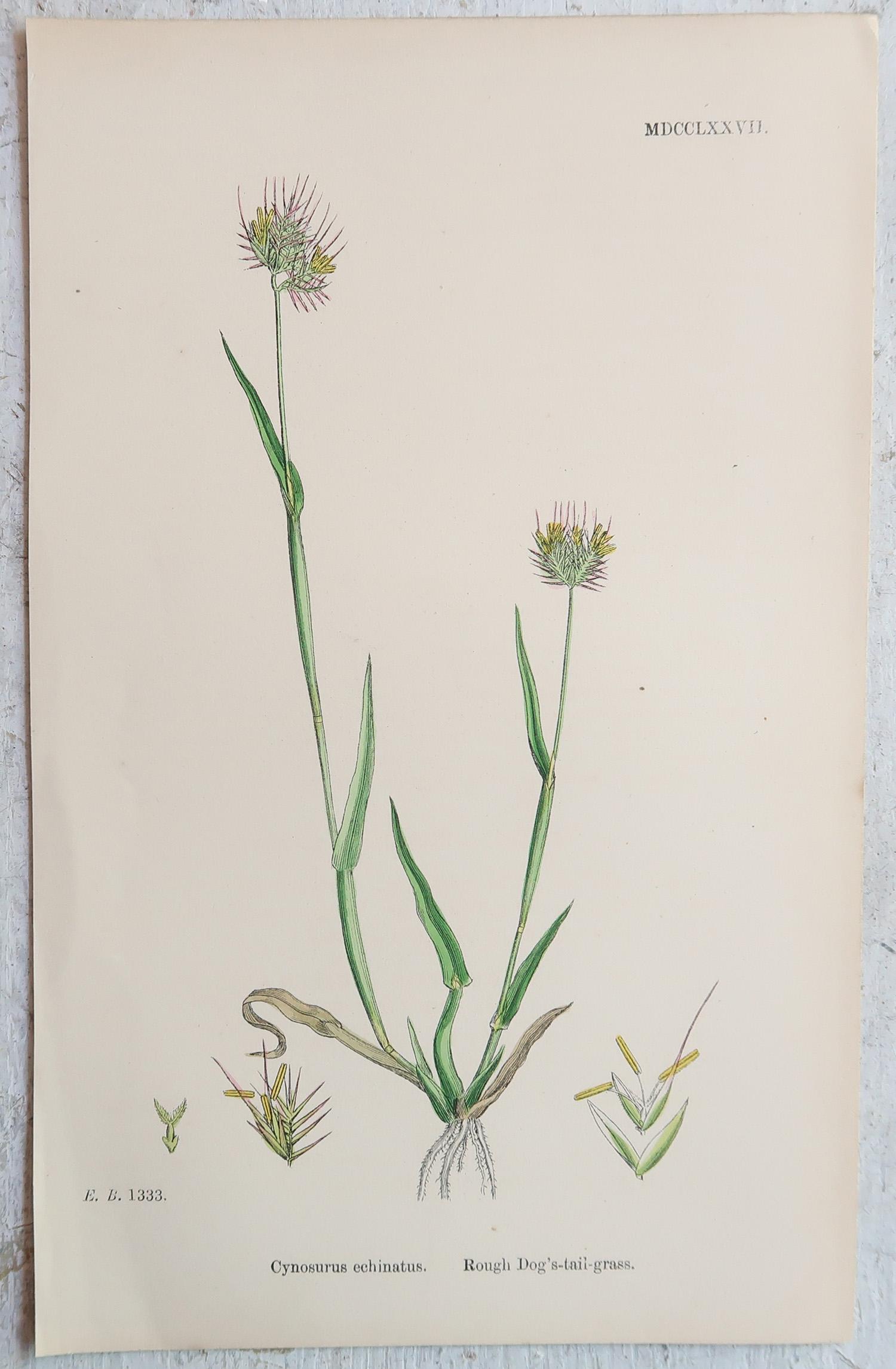 Ensemble de 16 estampes botaniques originales anciennes - Grasses. C.1850 en vente 4