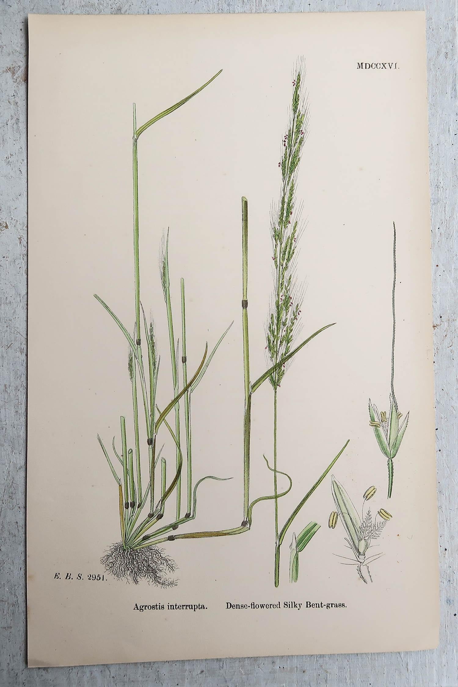 Set of 16 Original Antique Botanical Prints - Grasses. C.1850 For Sale 4