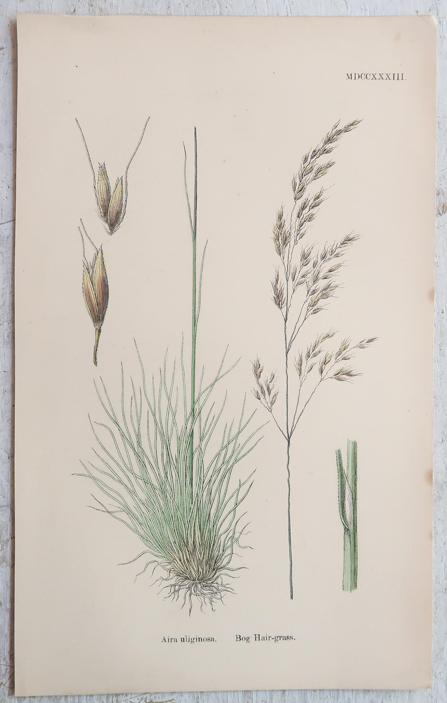 Ensemble de 16 estampes botaniques originales anciennes - Grasses. C.1850 en vente 5