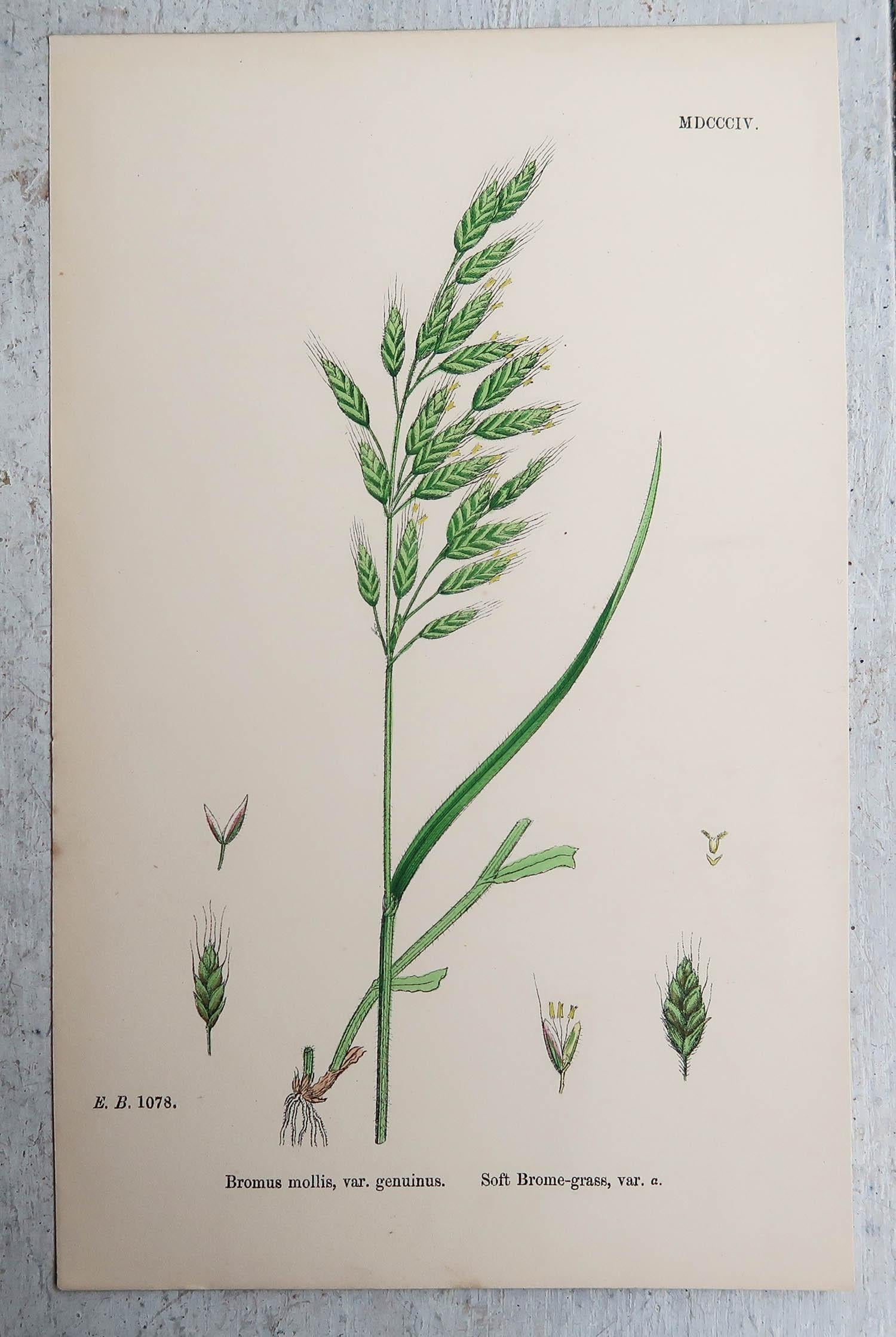 Set of 16 Original Antique Botanical Prints - Grasses. C.1850 For Sale 5