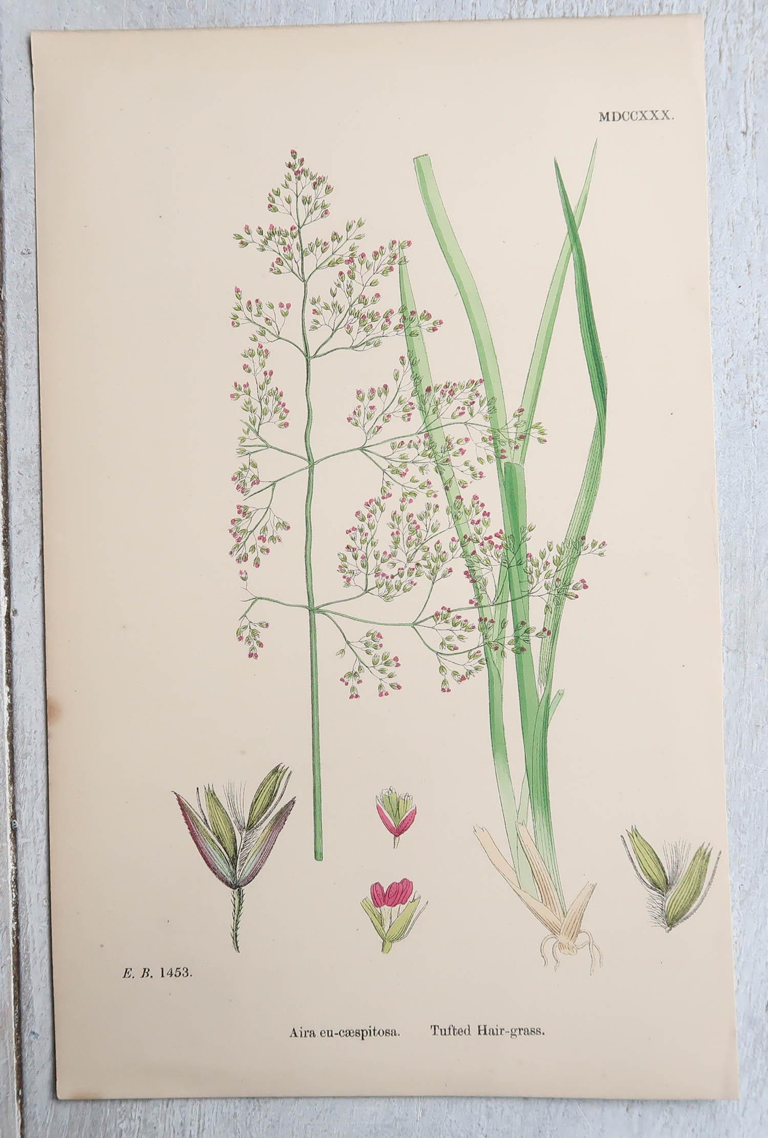 Set of 16 Original Antique Botanical Prints - Grasses. C.1850 For Sale 5