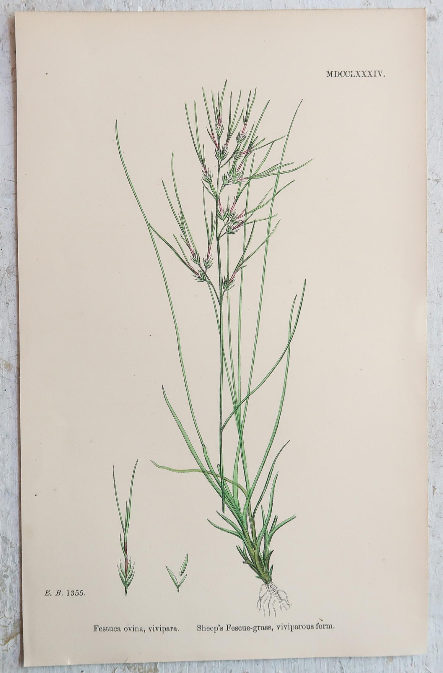 Ensemble de 16 estampes botaniques originales anciennes - Grasses. C.1850 en vente 6
