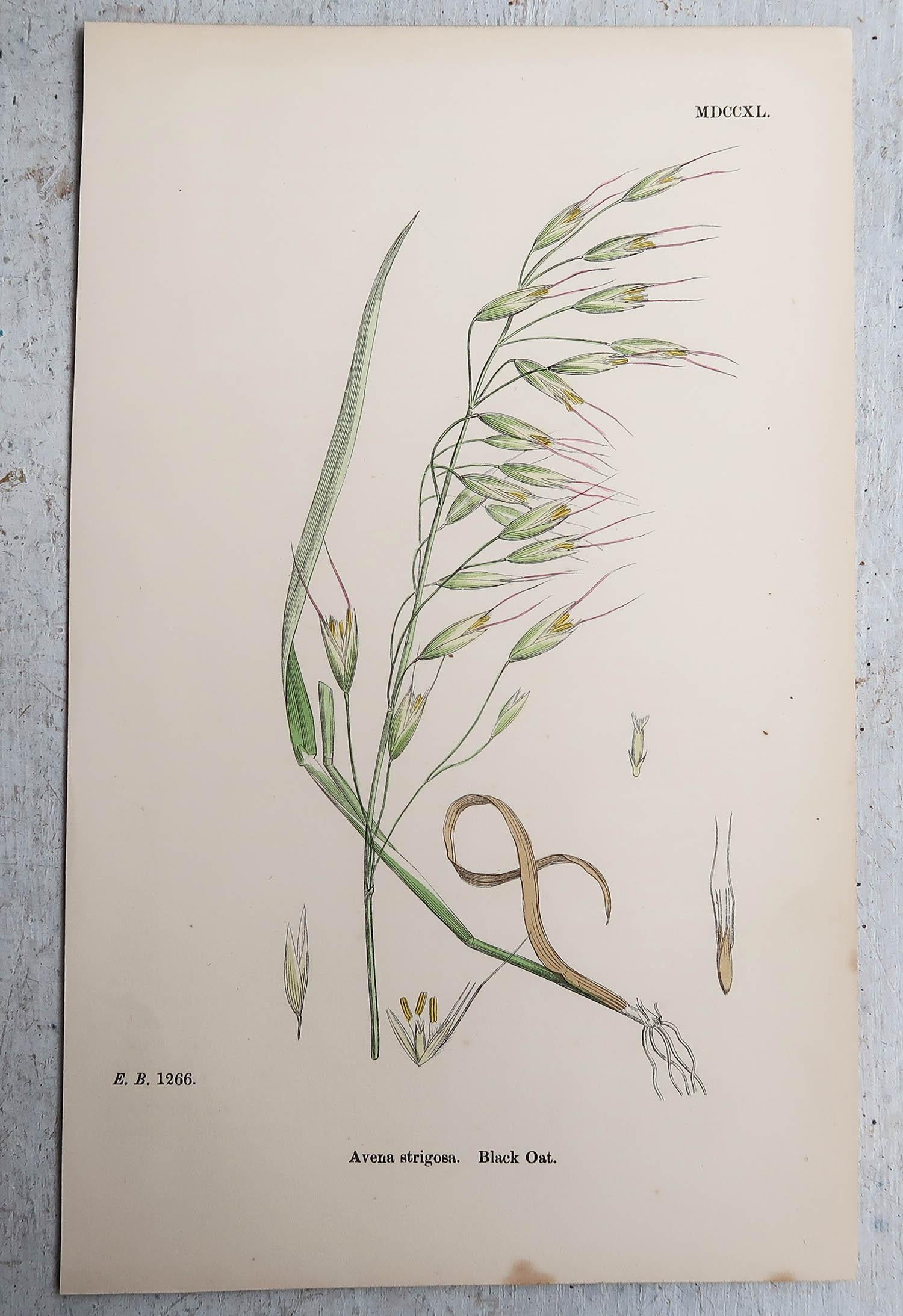 Set of 16 Original Antique Botanical Prints - Grasses. C.1850 For Sale 6