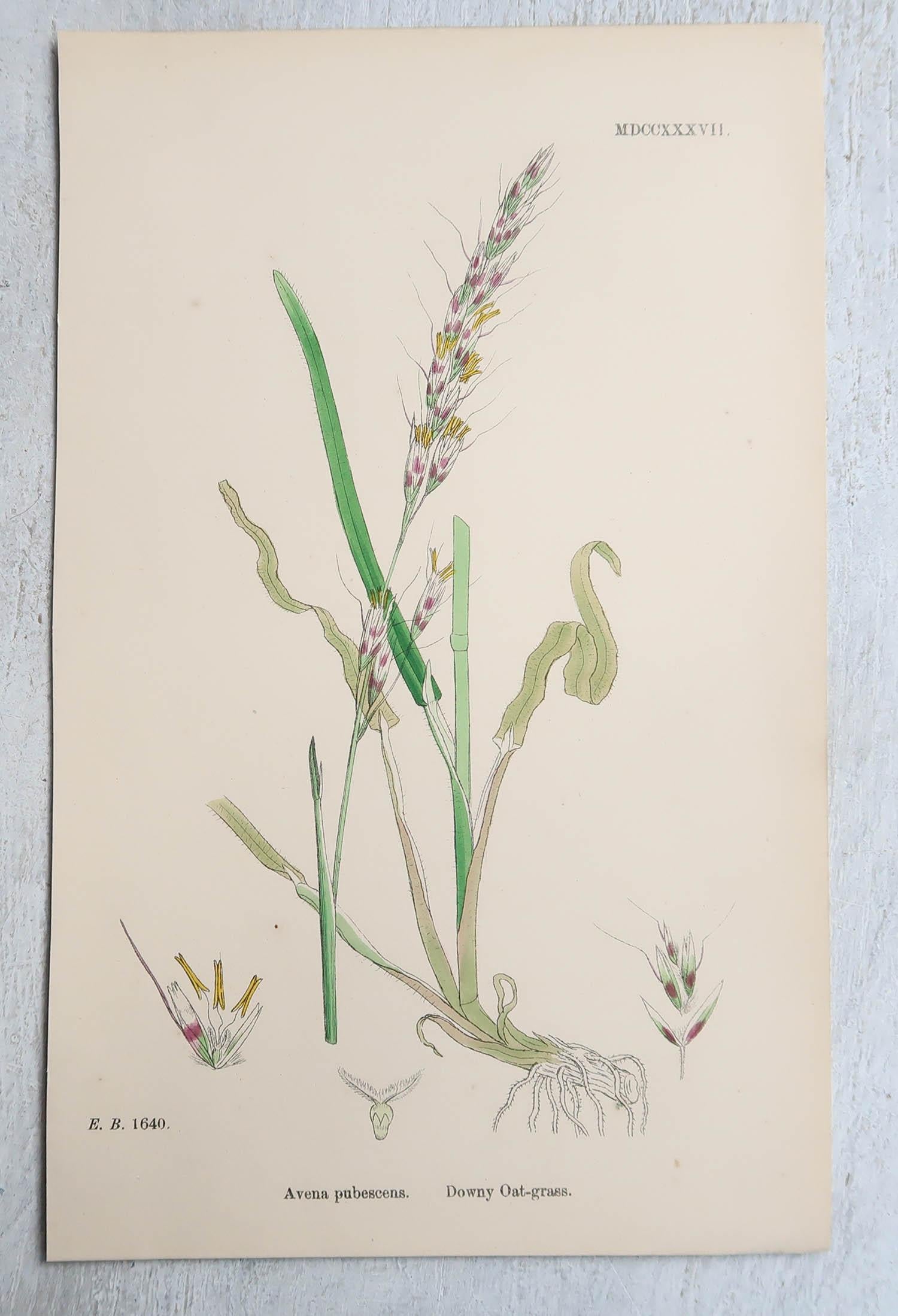 Set of 16 Original Antique Botanical Prints - Grasses. C.1850 For Sale 6