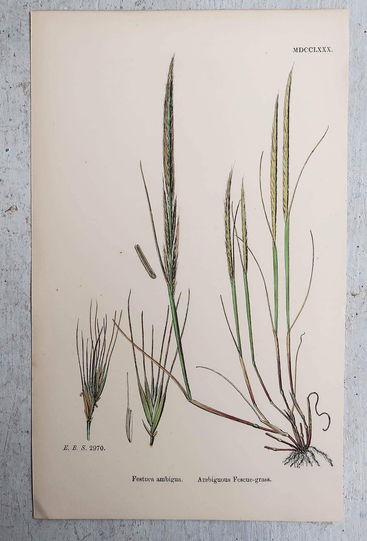 Set of 16 Original Antique Botanical Prints - Grasses. C.1850 For Sale 7