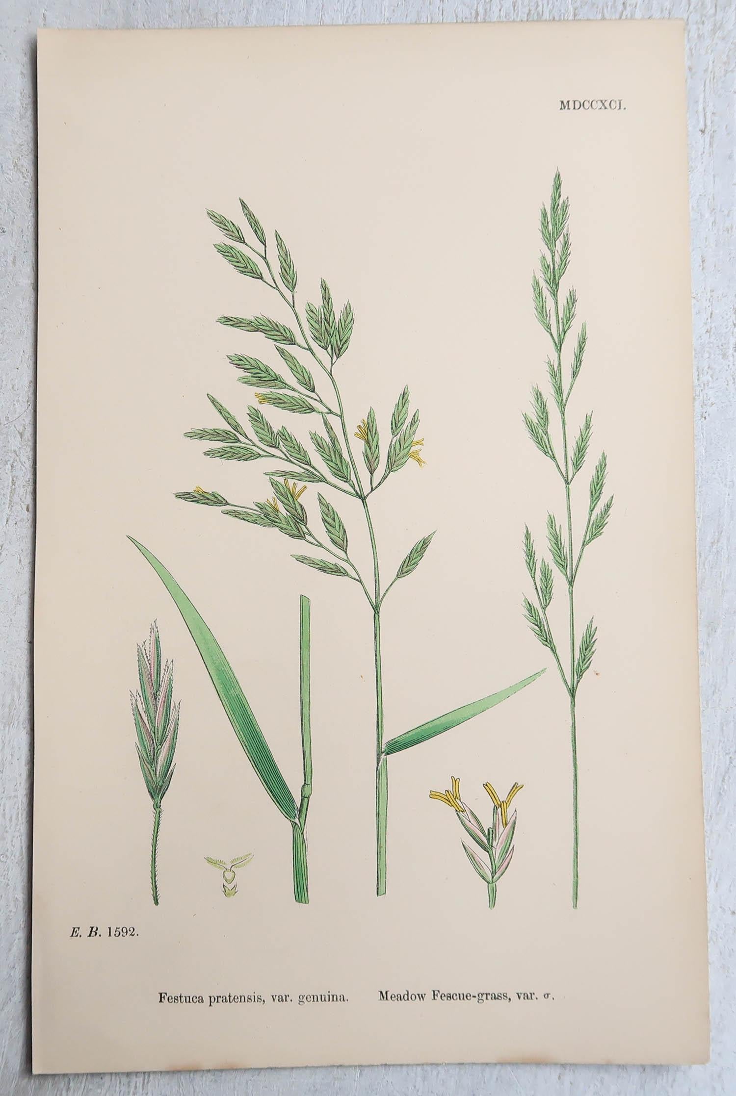 Set of 16 Original Antique Botanical Prints - Grasses. C.1850 For Sale 7