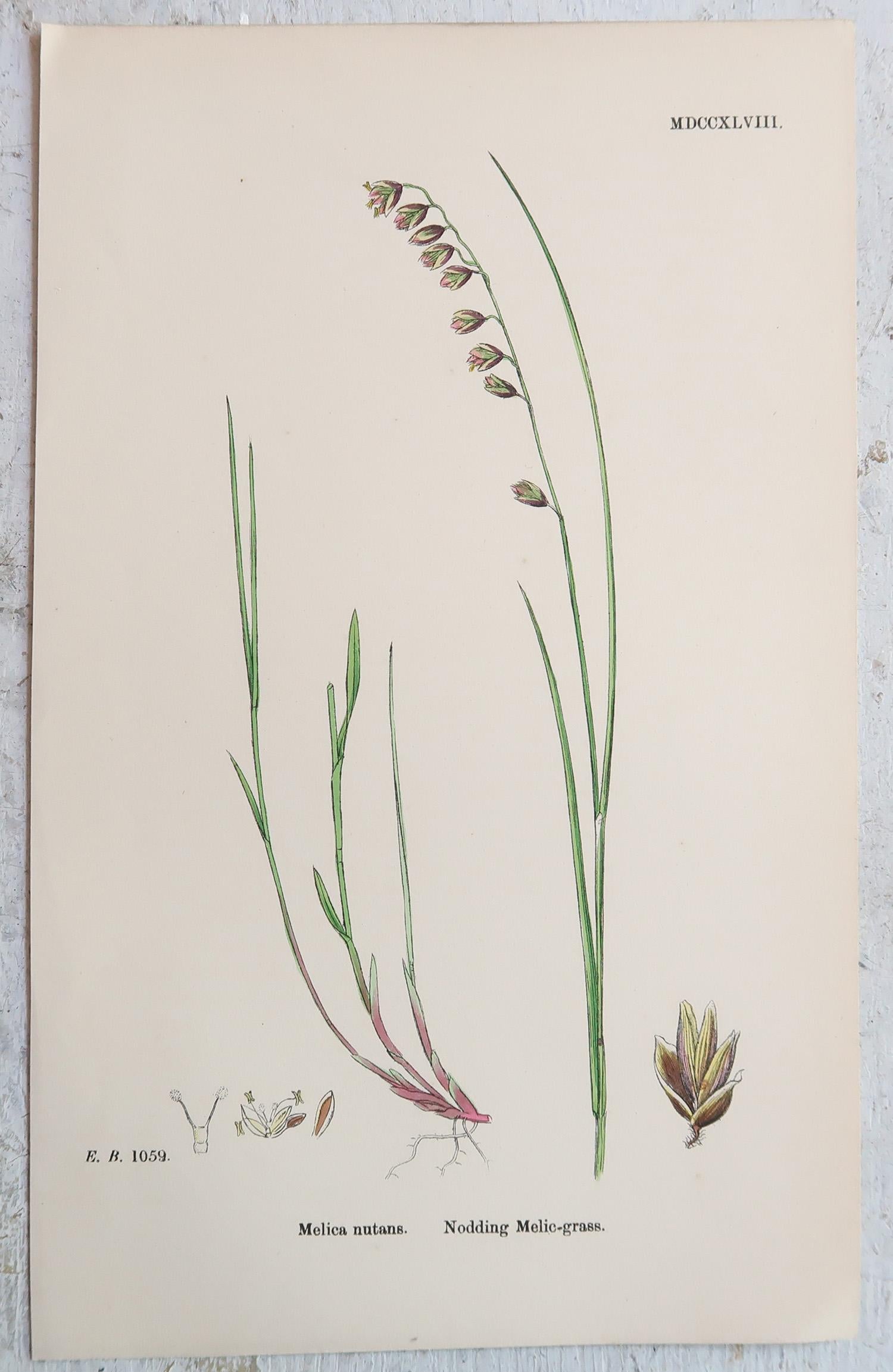 Ensemble de 16 estampes botaniques originales anciennes - Grasses. C.1850 en vente 8