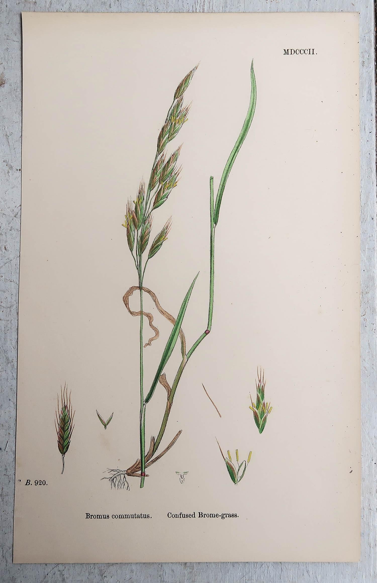 Set of 16 Original Antique Botanical Prints - Grasses. C.1850 For Sale 8