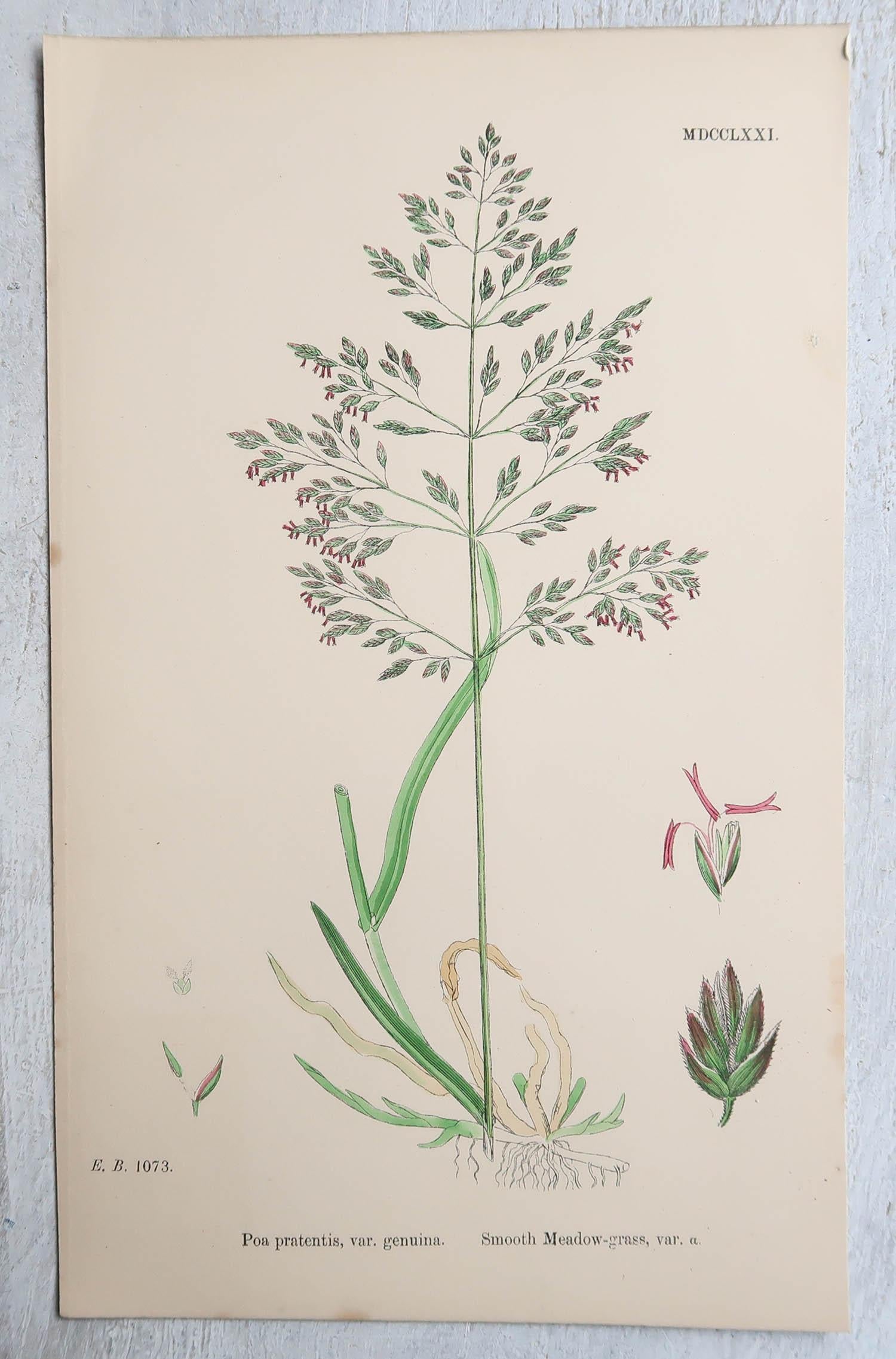 Set of 16 Original Antique Botanical Prints - Grasses. C.1850 For Sale 8