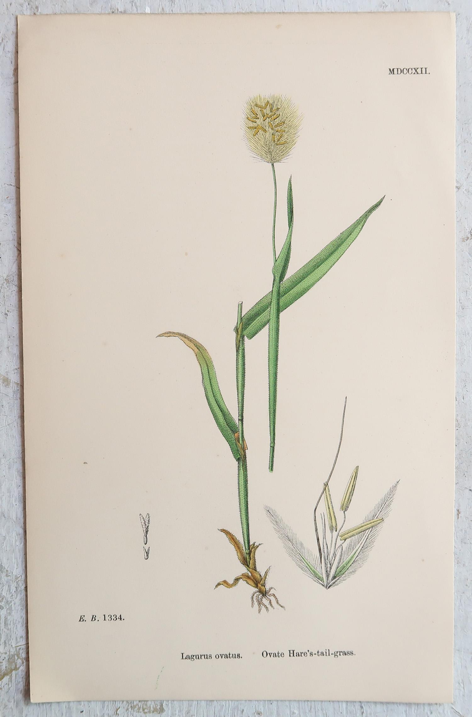 Ensemble de 16 estampes botaniques originales anciennes - Grasses. C.1850 en vente 9