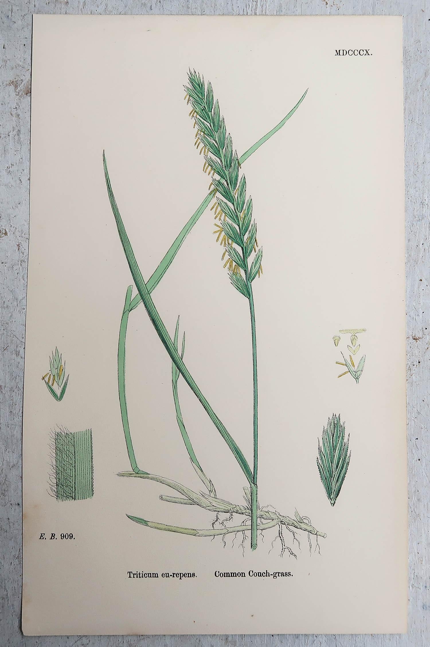 Set of 16 Original Antique Botanical Prints - Grasses. C.1850 For Sale 9