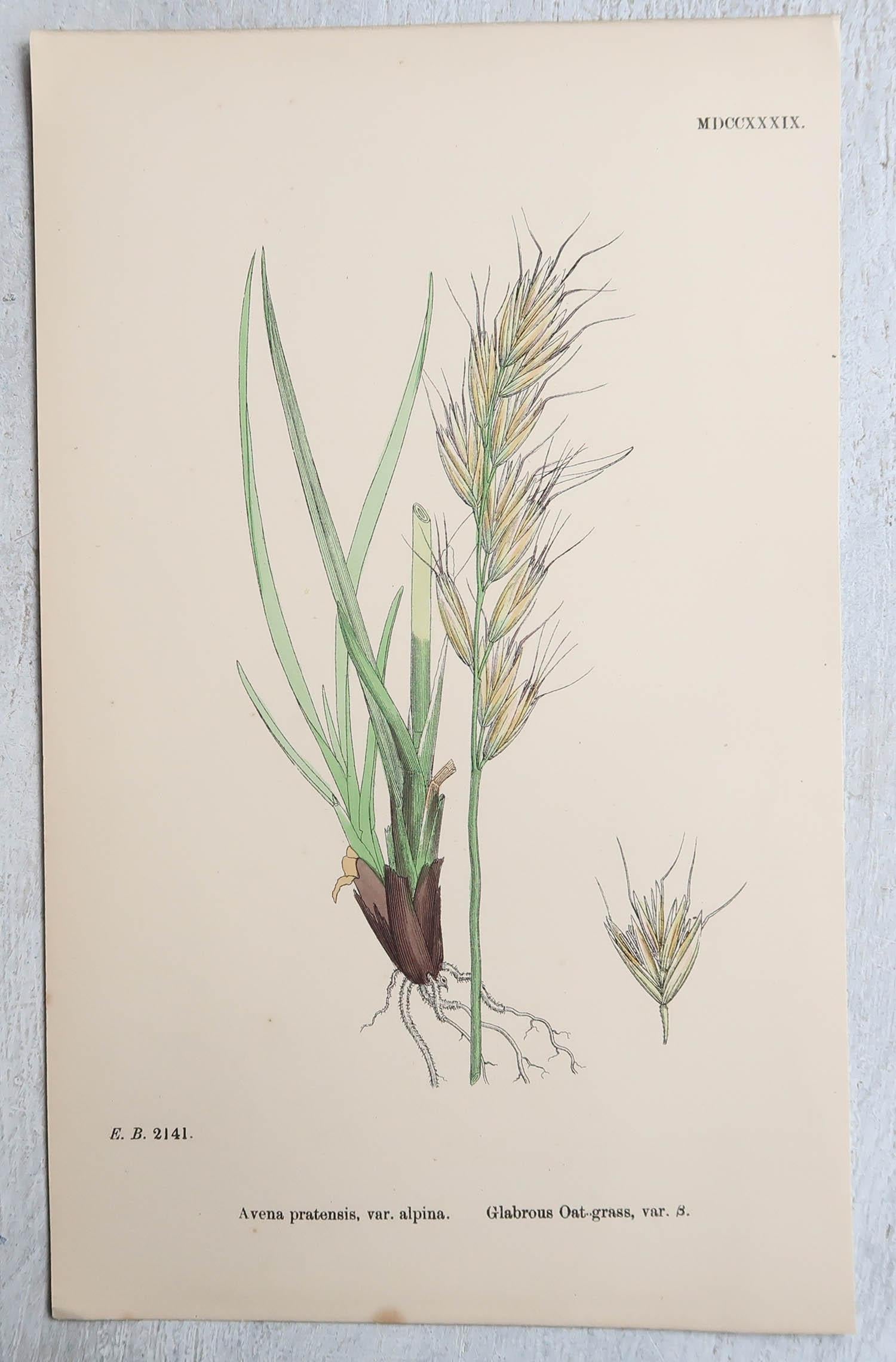 Set of 16 Original Antique Botanical Prints - Grasses. C.1850 For Sale 9