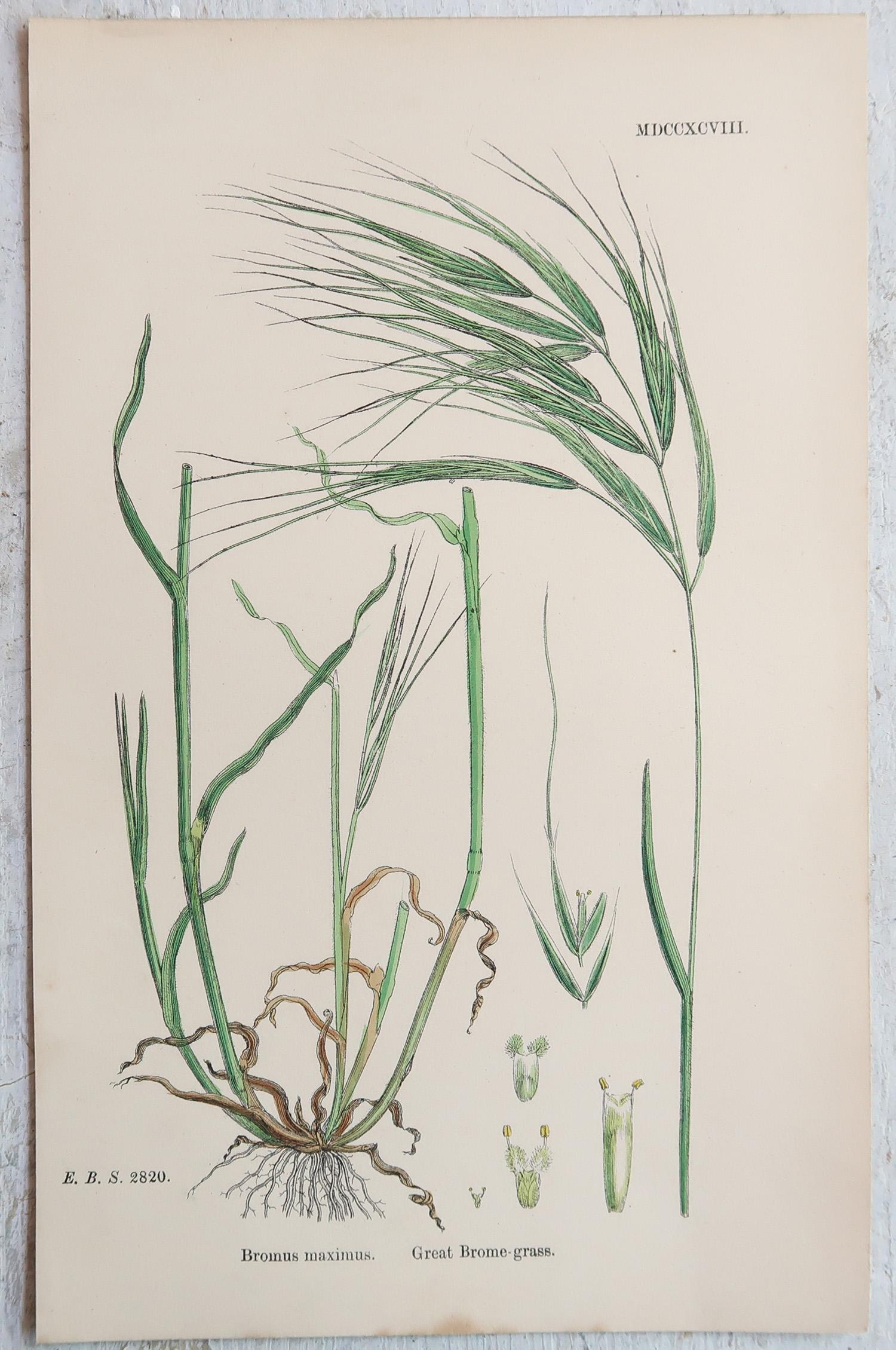 Merveilleux ensemble de 16 impressions botaniques. Toutes les graminées

Lithographies d'après les dessins botaniques originaux de Hooker.

Couleur originale

Publié, vers 1850

Non encadré.

La mesure donnée est pour une impression.

Expédition