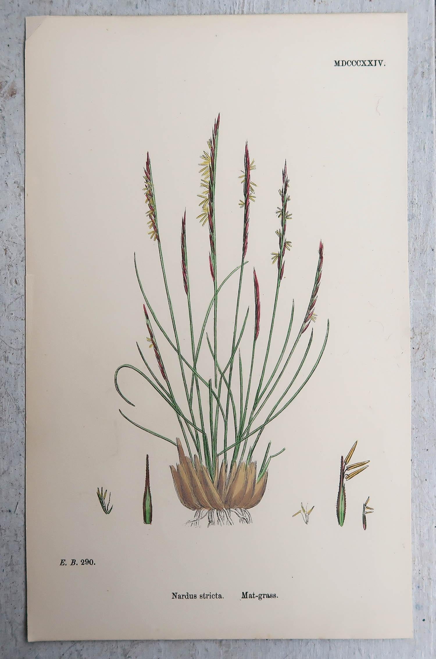Wonderful set of 16 botanical prints. All grasses

Lithographs after the original botanical drawings by Hooker.

Original color

Published, circa 1850

Unframed.

The measurement given is for one print.

Free shipping