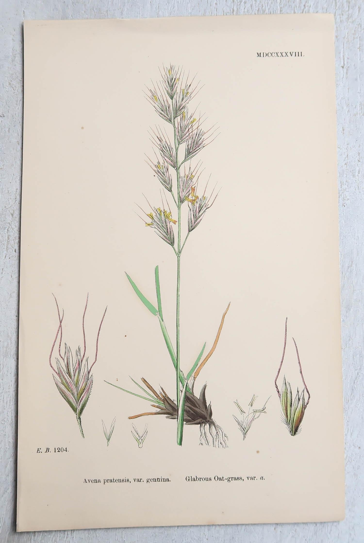 Wonderful set of 16 botanical prints. All grasses

Lithographs after the original botanical drawings by Hooker.

Original color

Published, circa 1850

Unframed.

The measurement given is for one print.

Free shipping