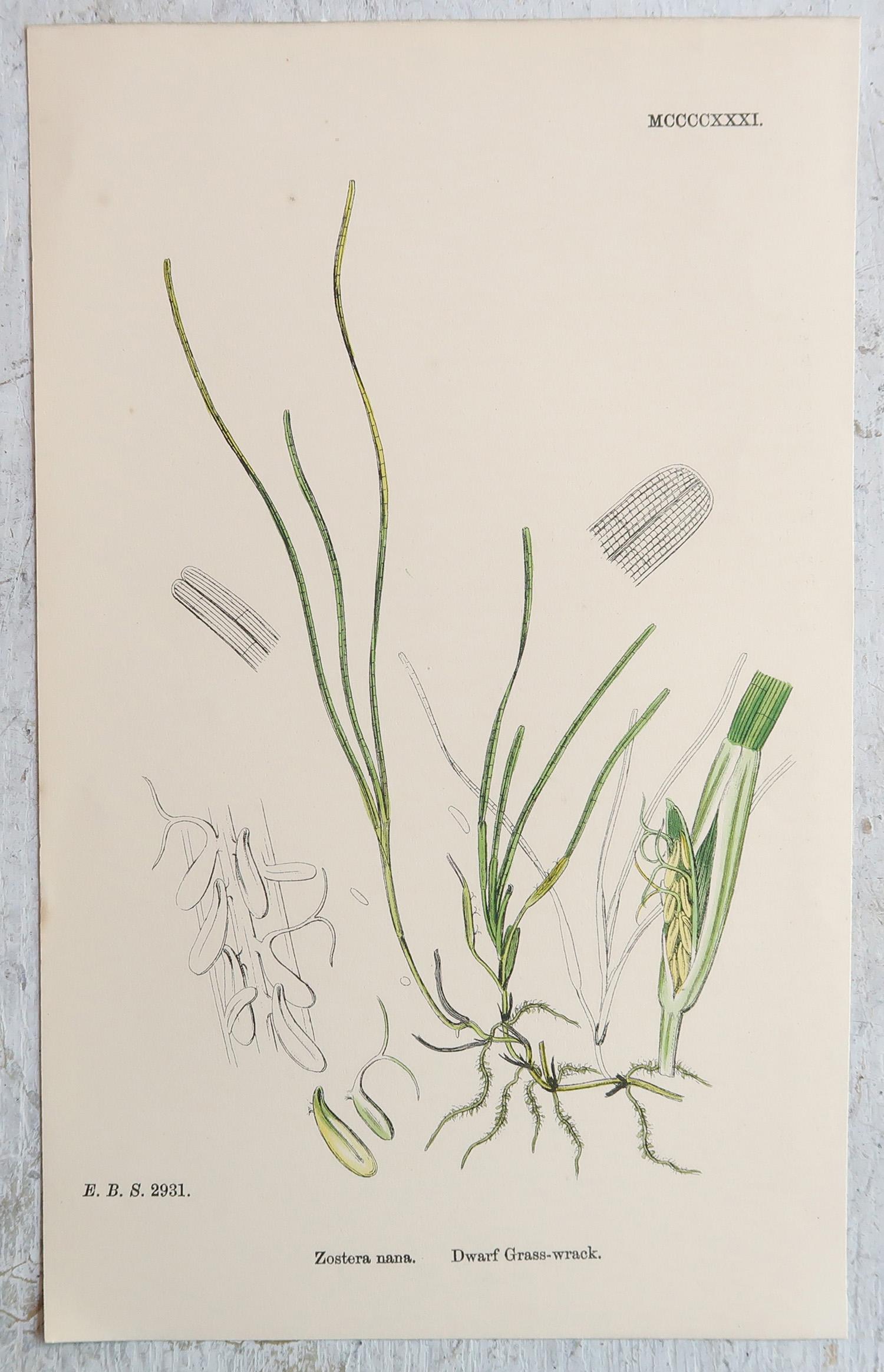 Début de l'époque victorienne Ensemble de 16 estampes botaniques originales anciennes - Grasses. C.1850 en vente