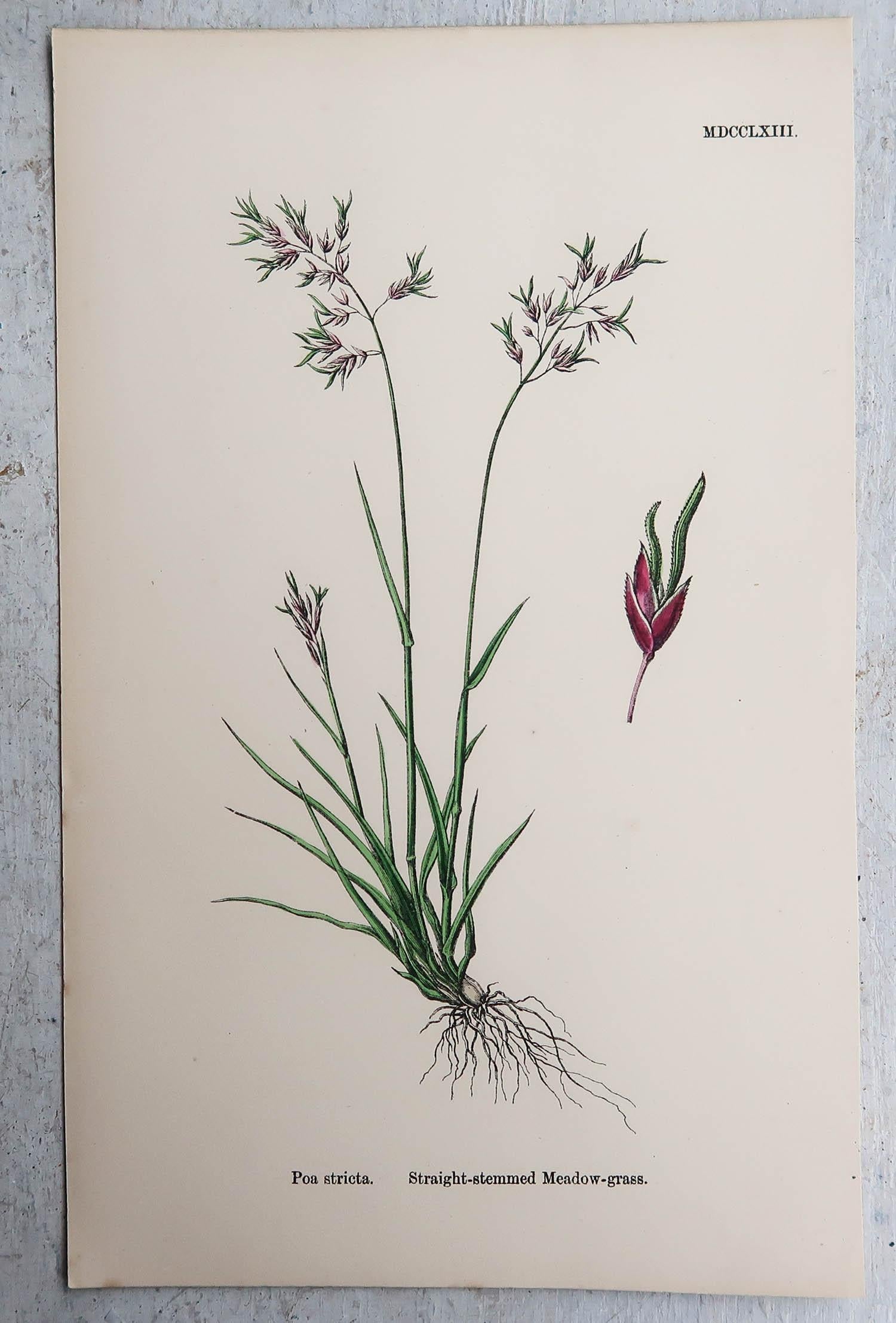 Early Victorian Set of 16 Original Antique Botanical Prints - Grasses. C.1850 For Sale
