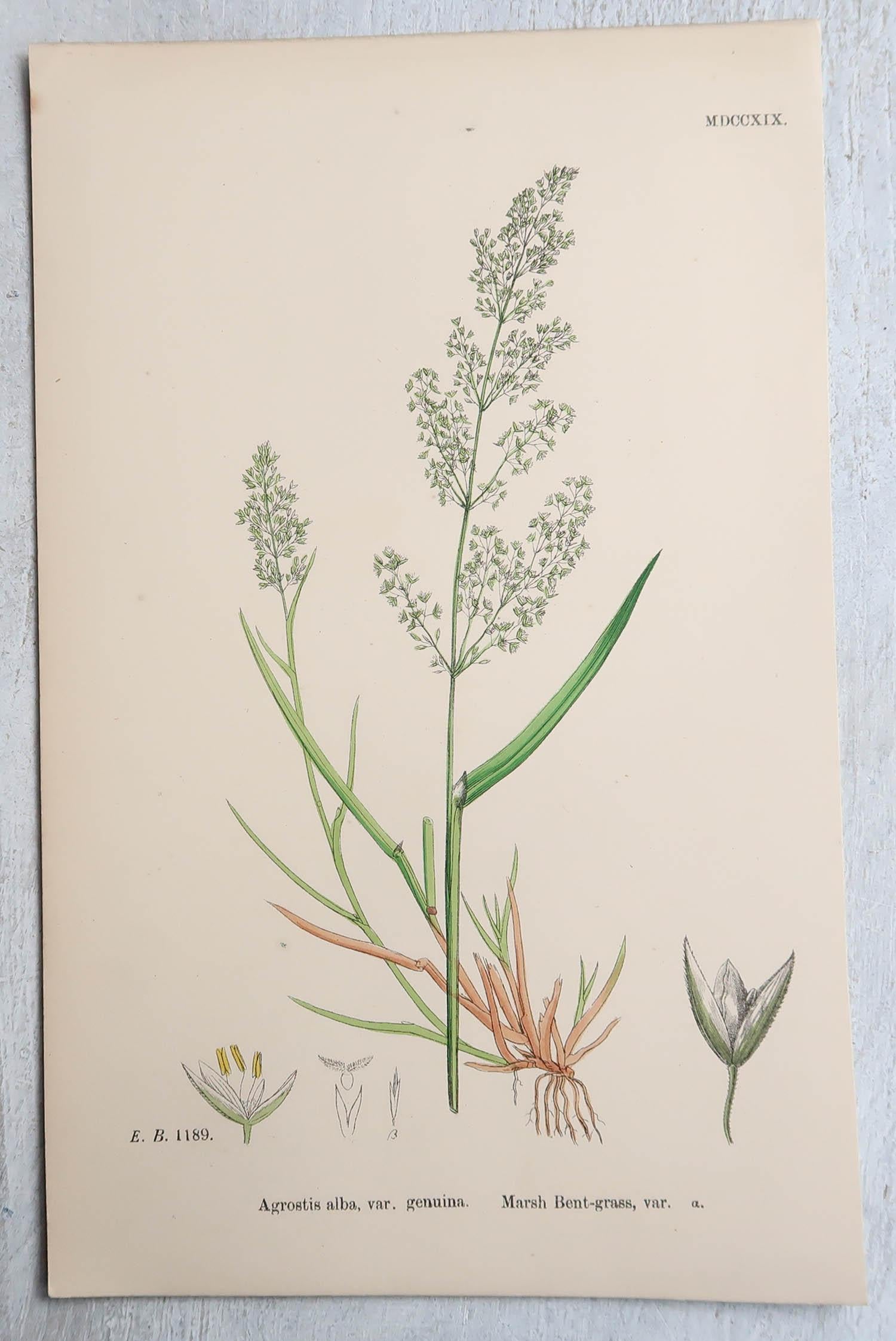 Early Victorian Set of 16 Original Antique Botanical Prints - Grasses. C.1850 For Sale