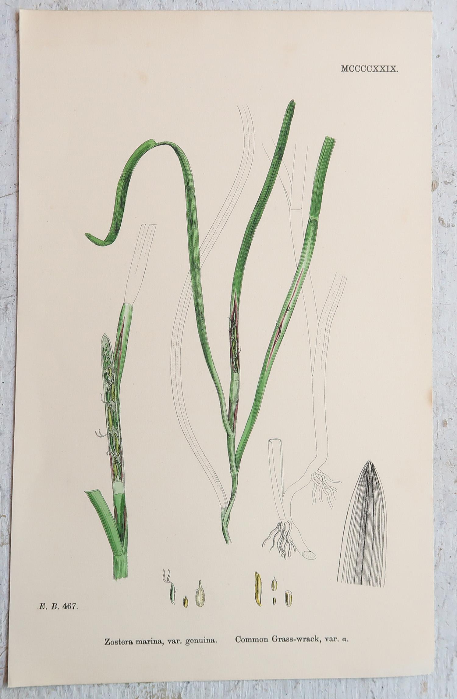 Anglais Ensemble de 16 estampes botaniques originales anciennes - Grasses. C.1850 en vente