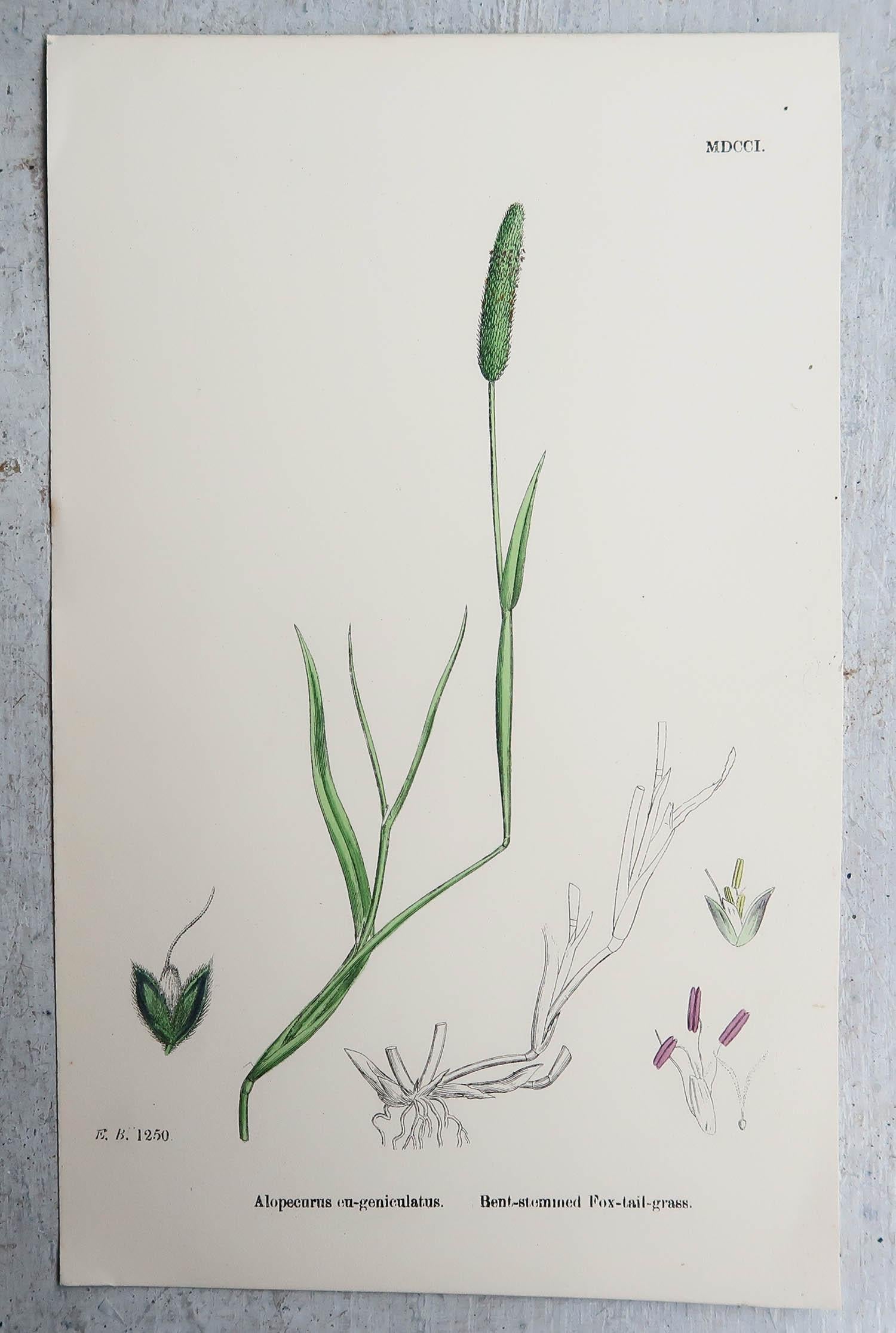 English Set of 16 Original Antique Botanical Prints - Grasses. C.1850 For Sale